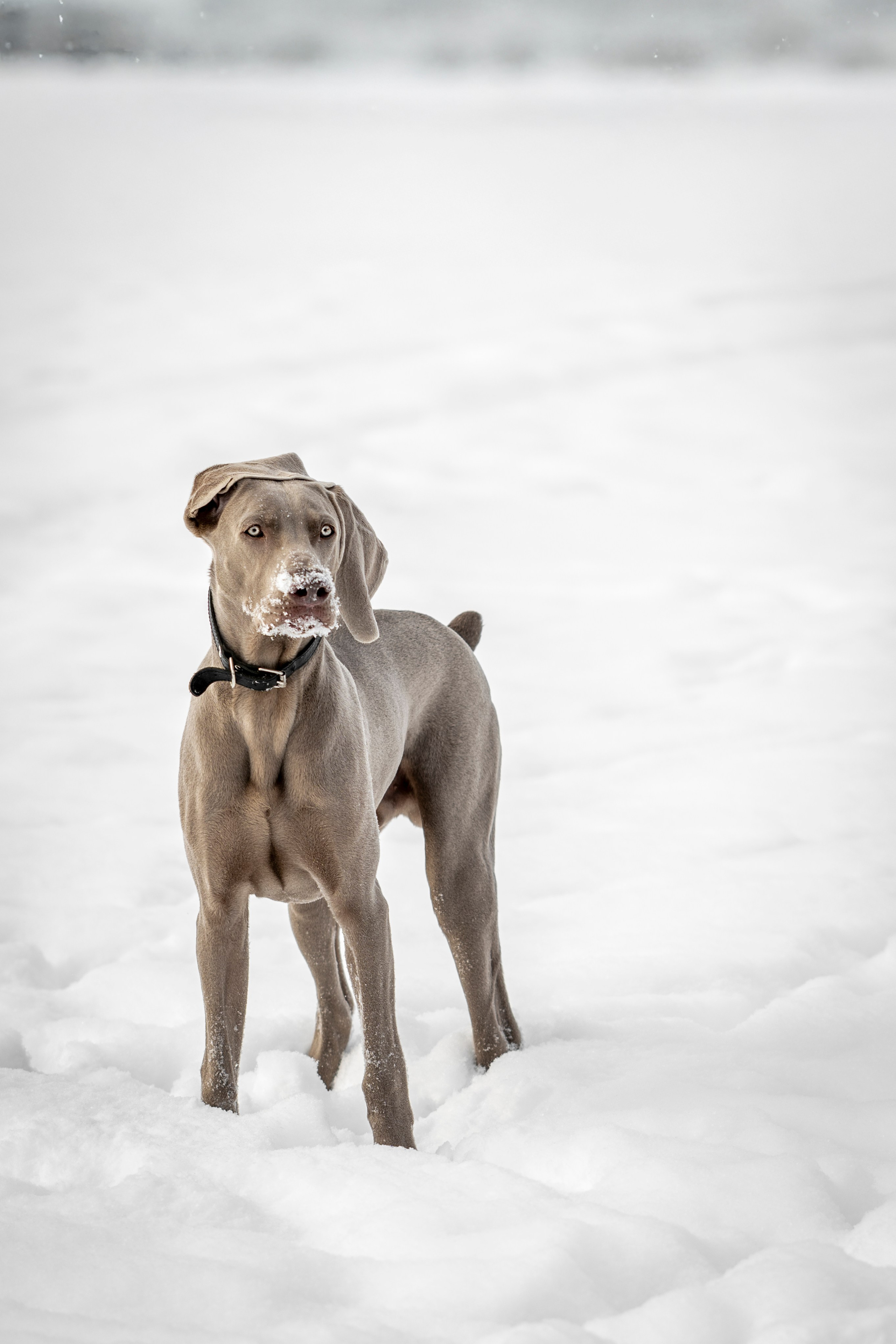 Фотопрогулка с красивой собакой. Фотограф анималист в Санкт-Петербурге Таша Крейв