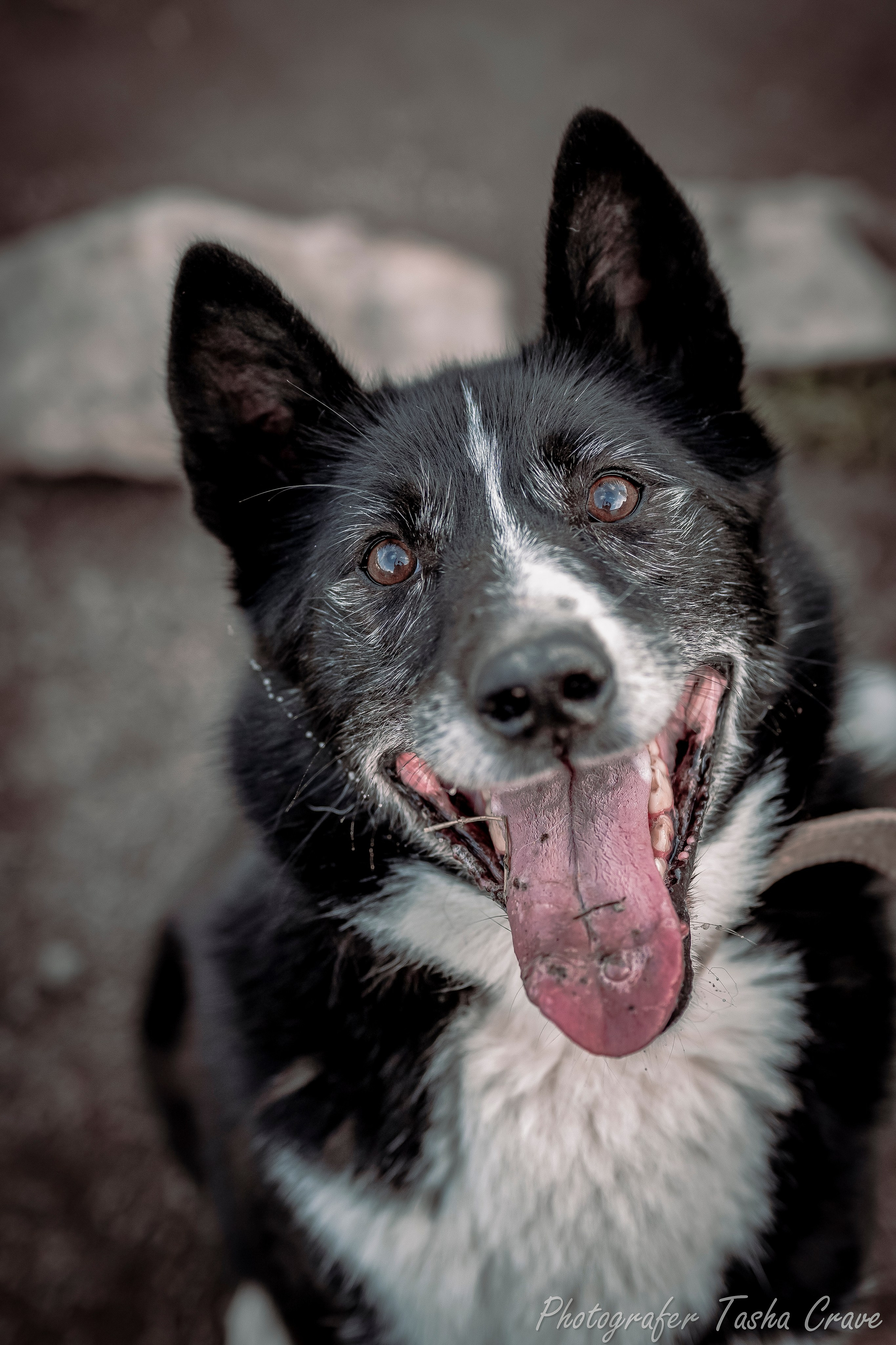 Приют для собак. Фотограф анималист в Санкт-Петербурге Таша Крейв