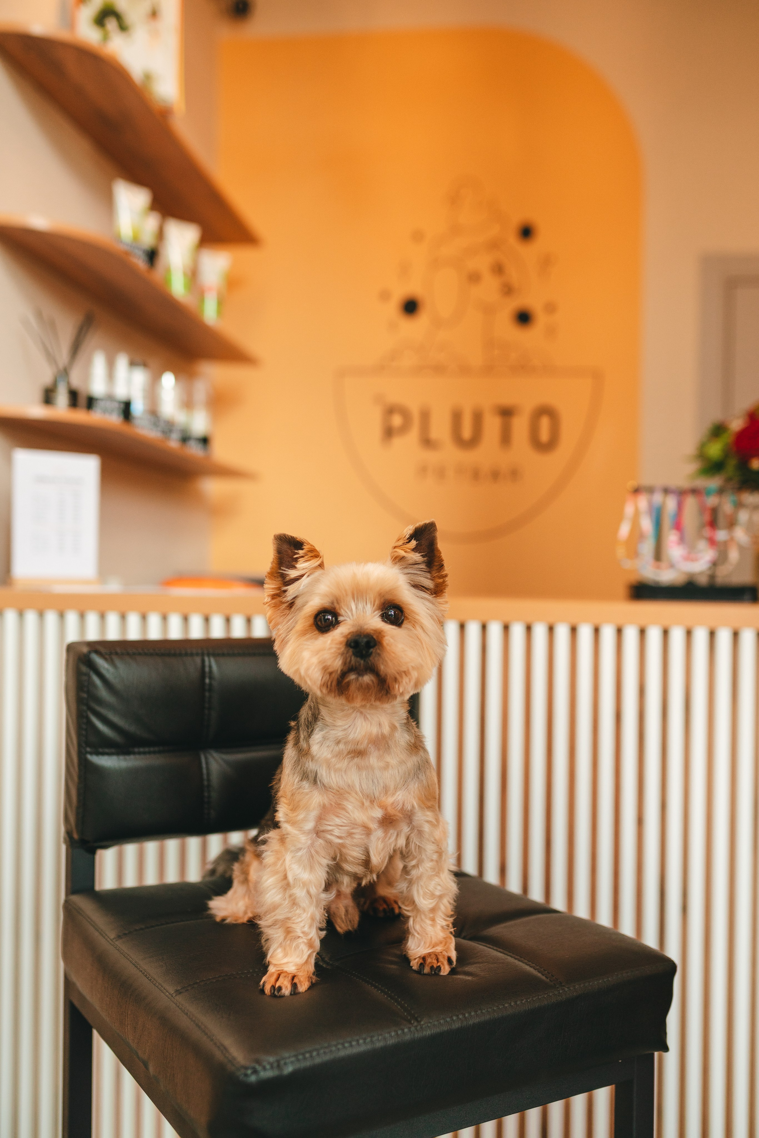 Груминг — салон. Фотограф анималист Осипчикова Мария