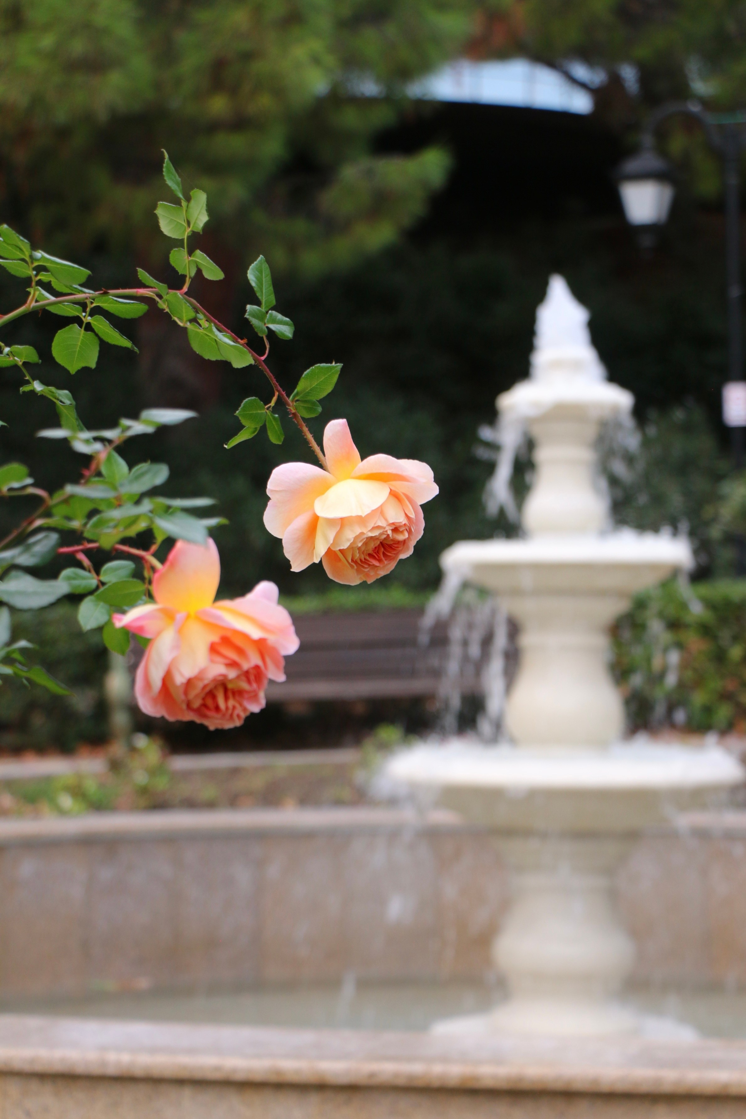 Природа. Семейный и детский фотограф в Ялте Ольга Солерина