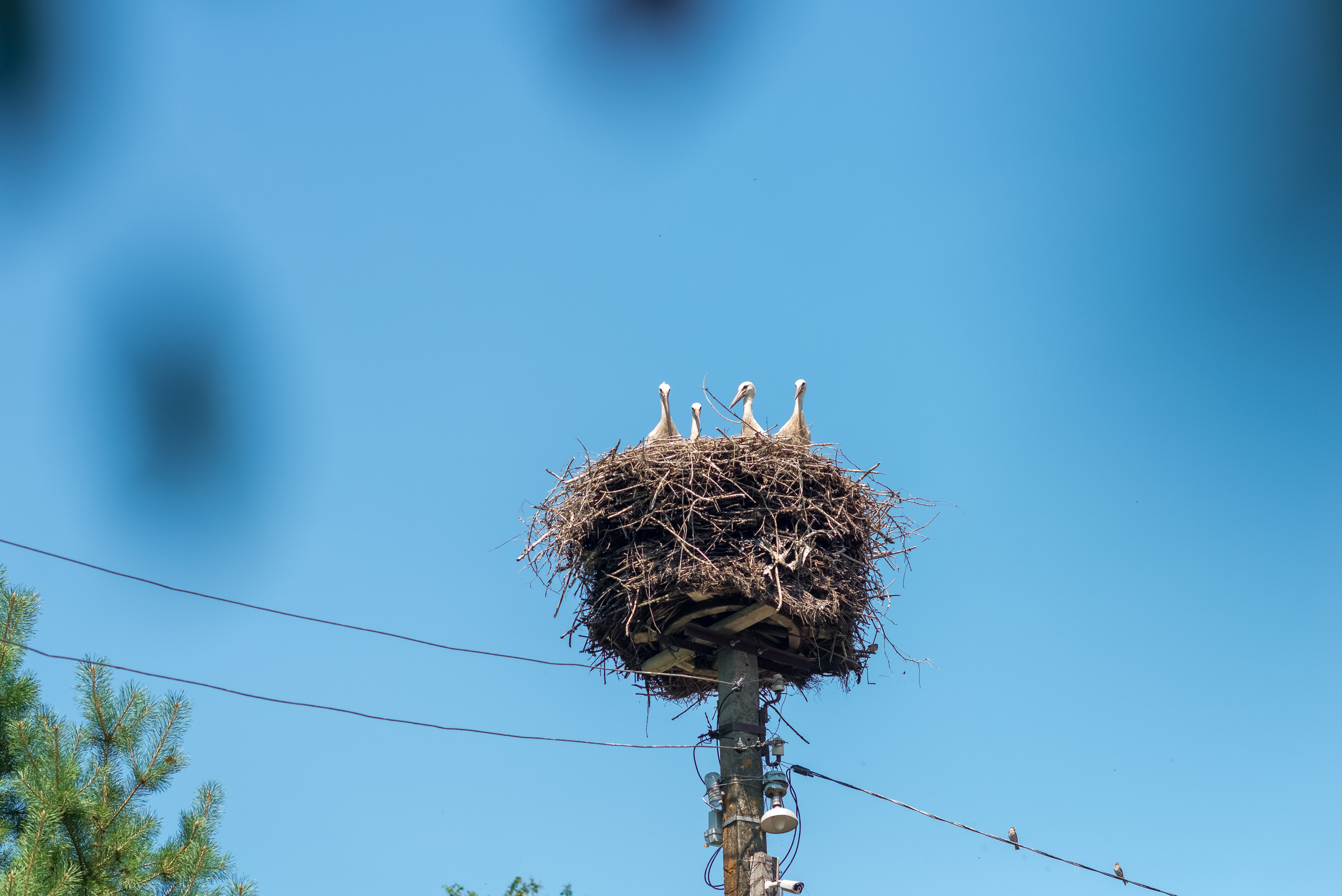 Деревня Барышье. Женский фотограф Крещение Венчание Москва Брянск