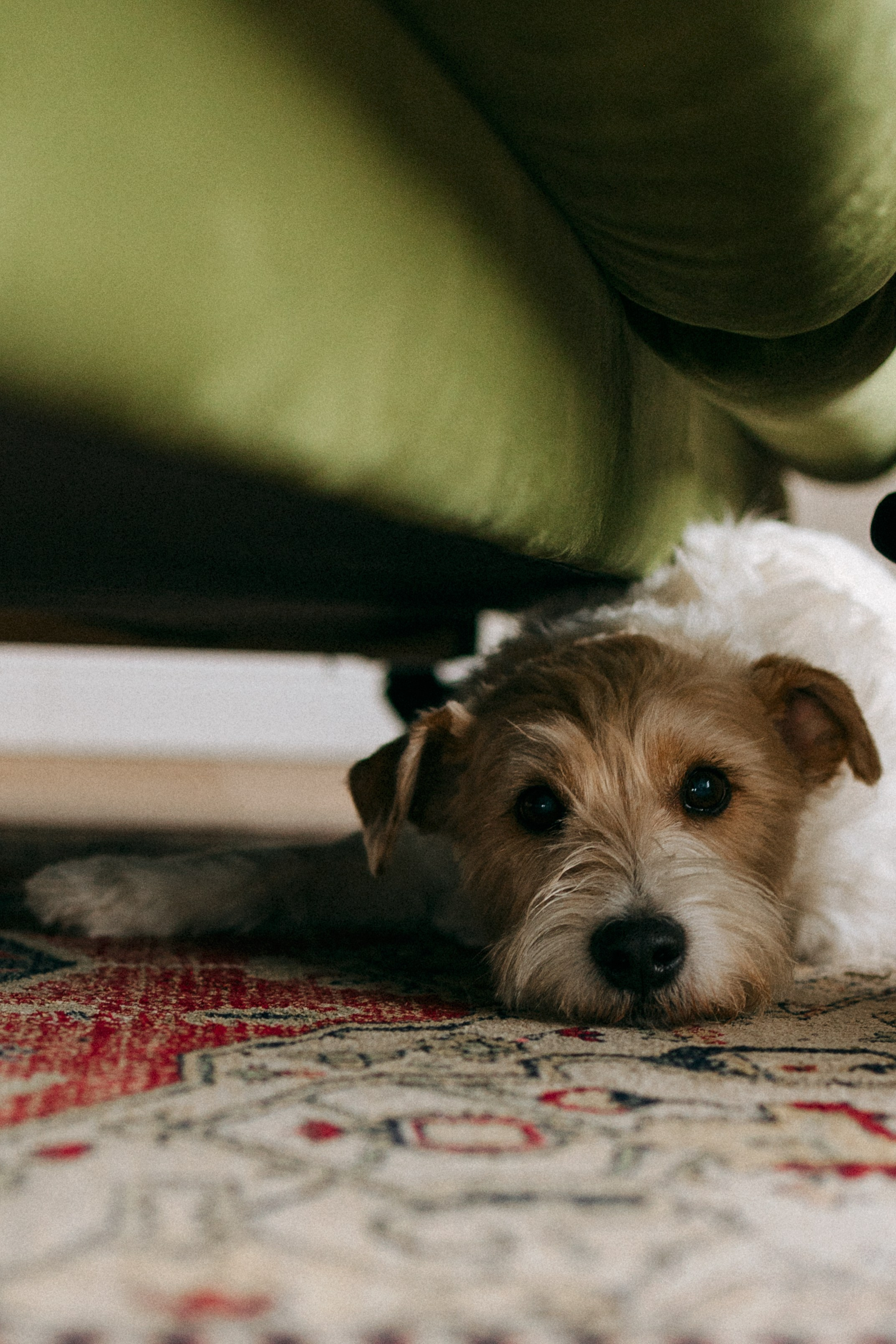 Цунами, Теон и Женя. Фотограф анималист Анастасия Пикей