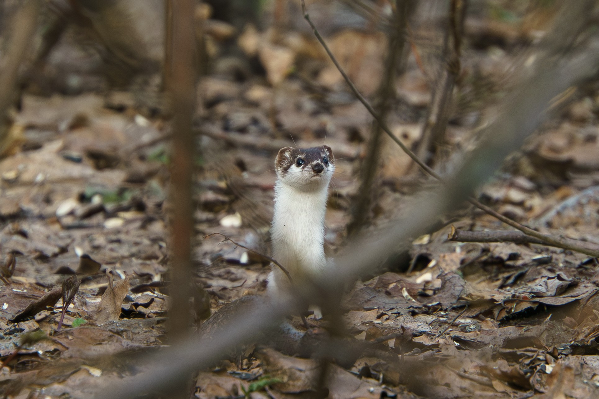 Животные. Ваш личный фотограф Марина Волкова