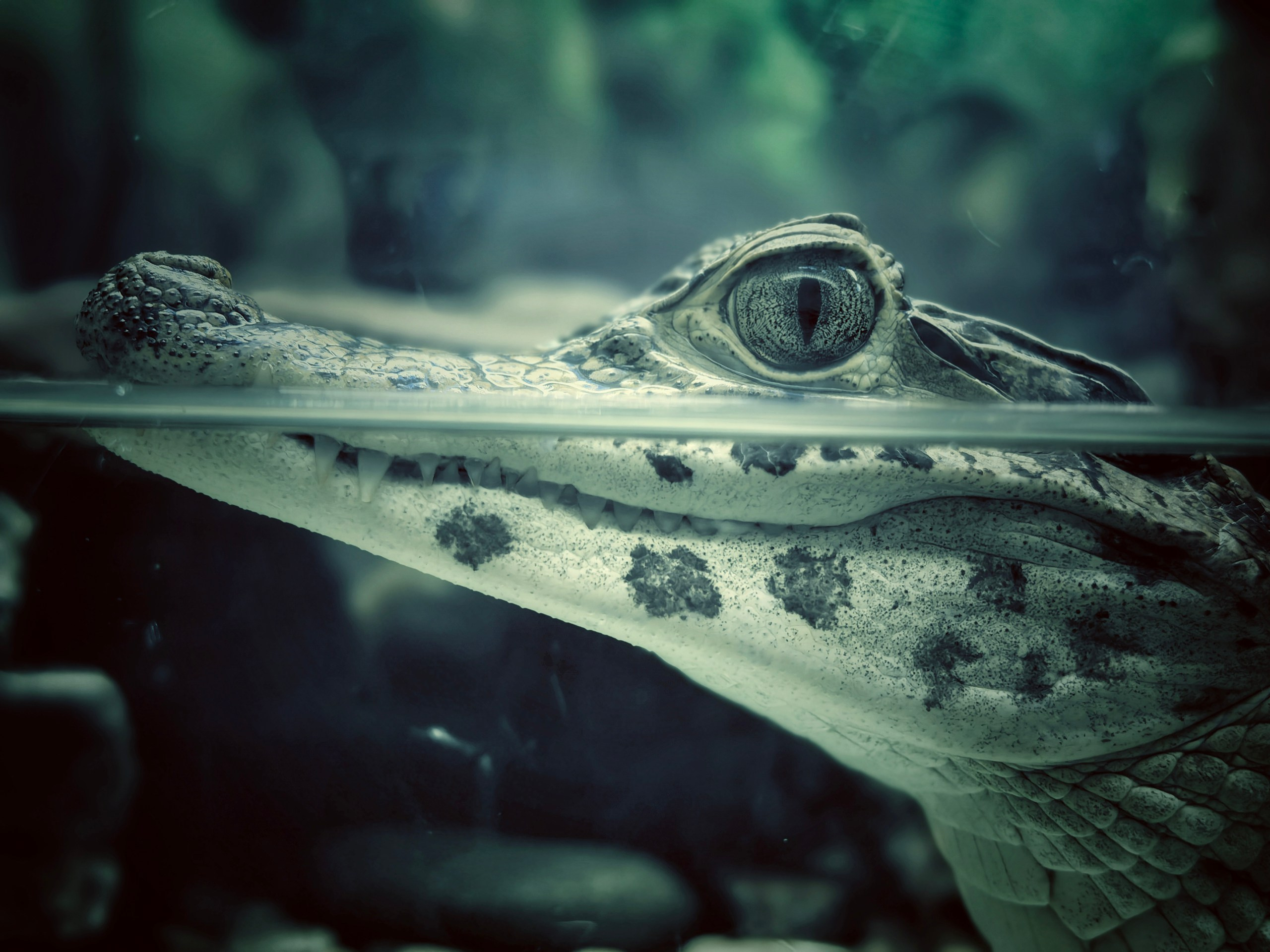 Мобилография. ThePhenomPhoto