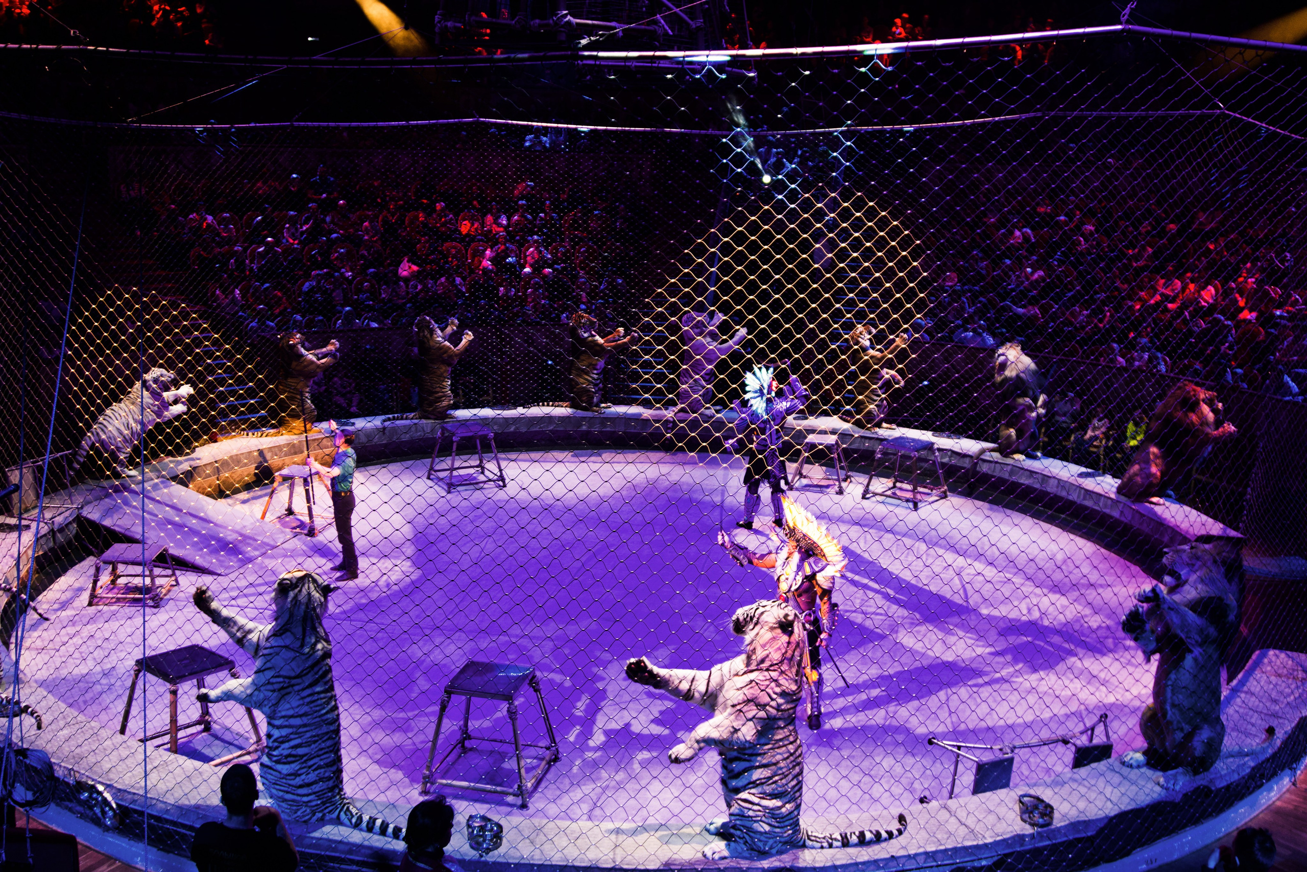 Цирк. Анна Жукова — Режиссёр кино и цирка, сценарист, фотограф