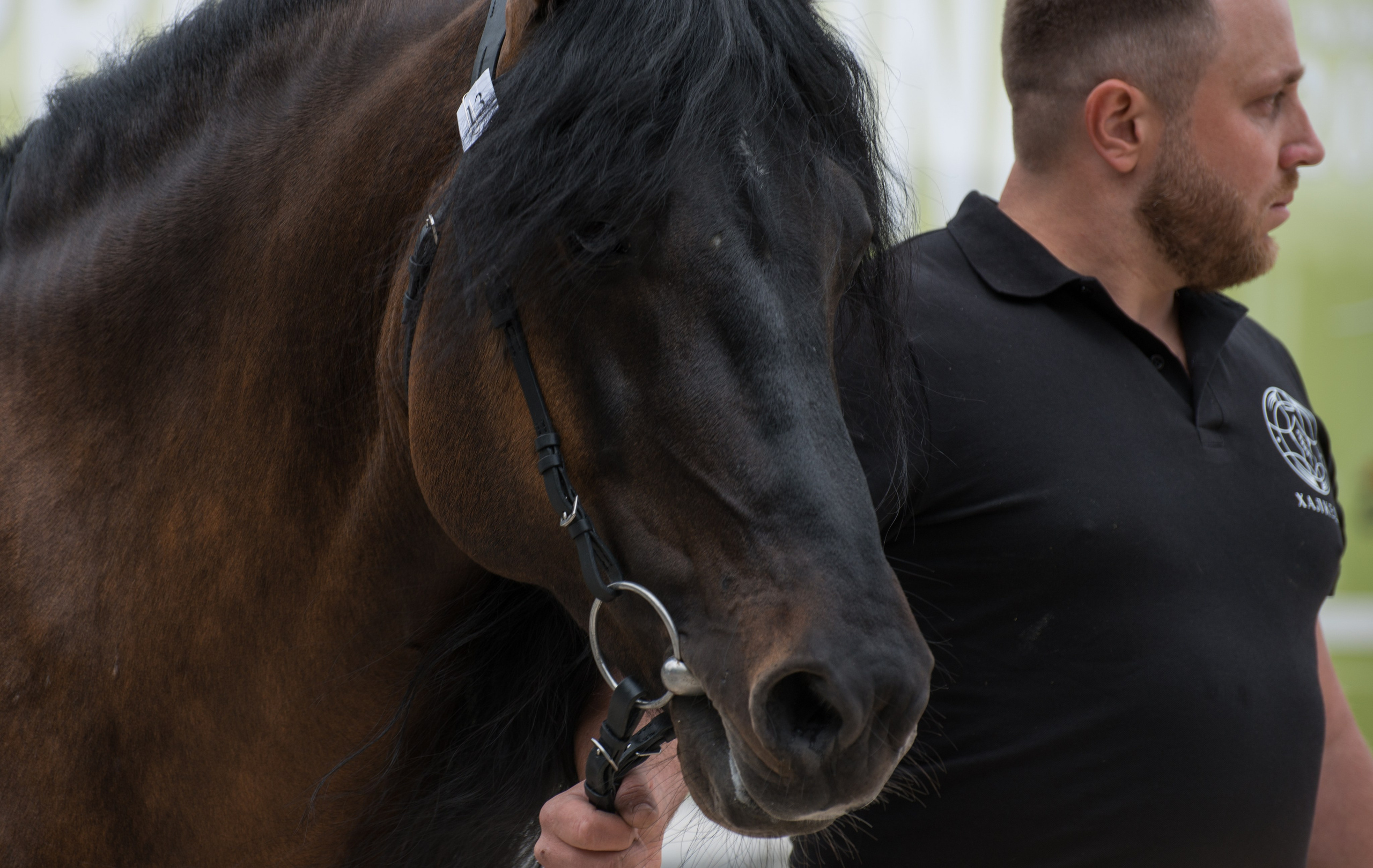 Эквирос, Москва. Конный фотограф в Саратове Юлия Иванова