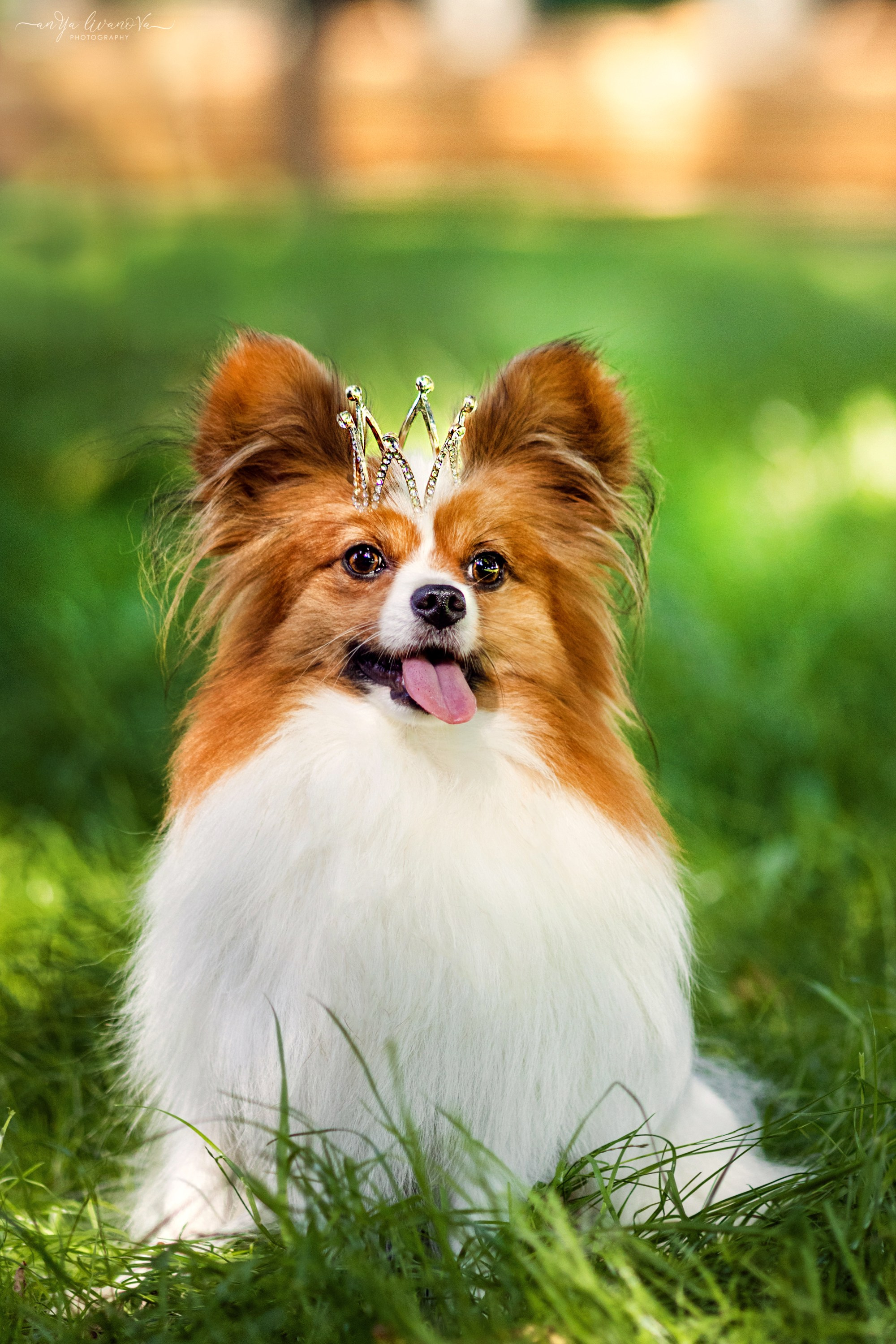 Царёчик 3 года. Фотограф анималист Аня Ливанова | Рыбинск