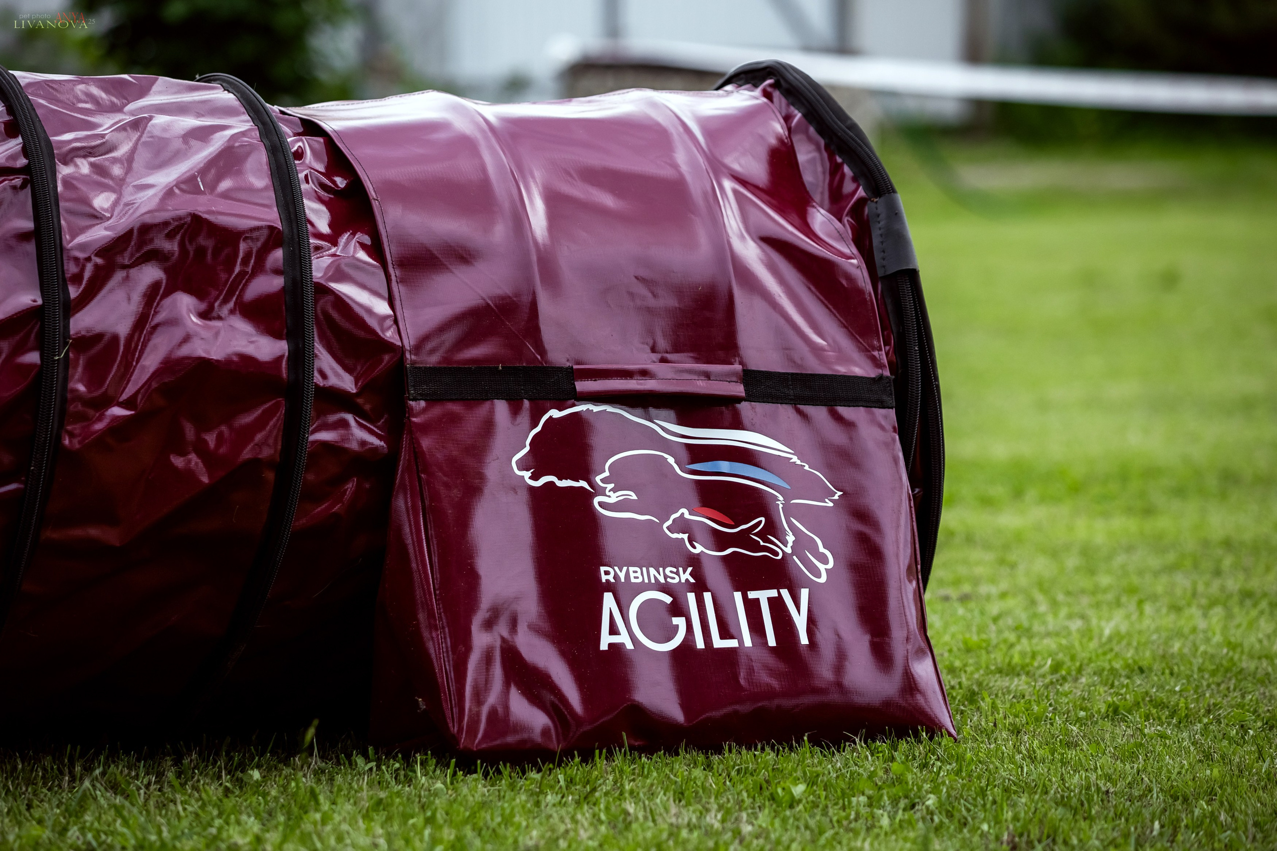 Аджилити Рыбинск. Фотограф анималист Аня Ливанова | Рыбинск