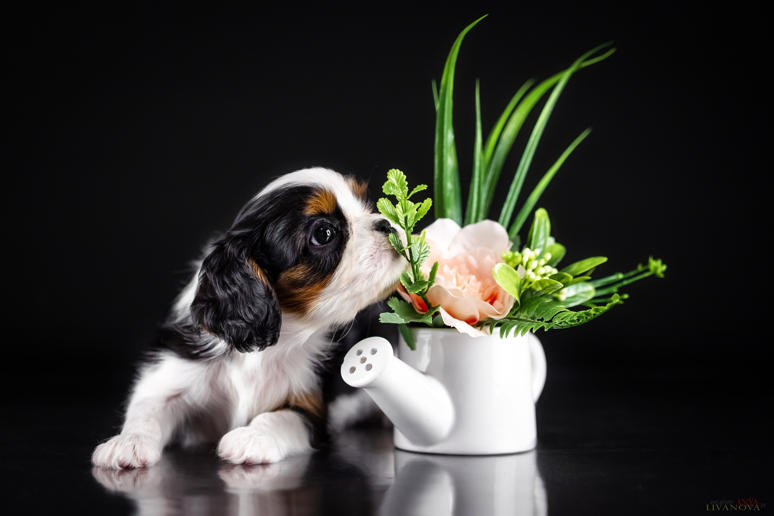 Кавалерчики. Фотограф анималист Аня Ливанова | Рыбинск