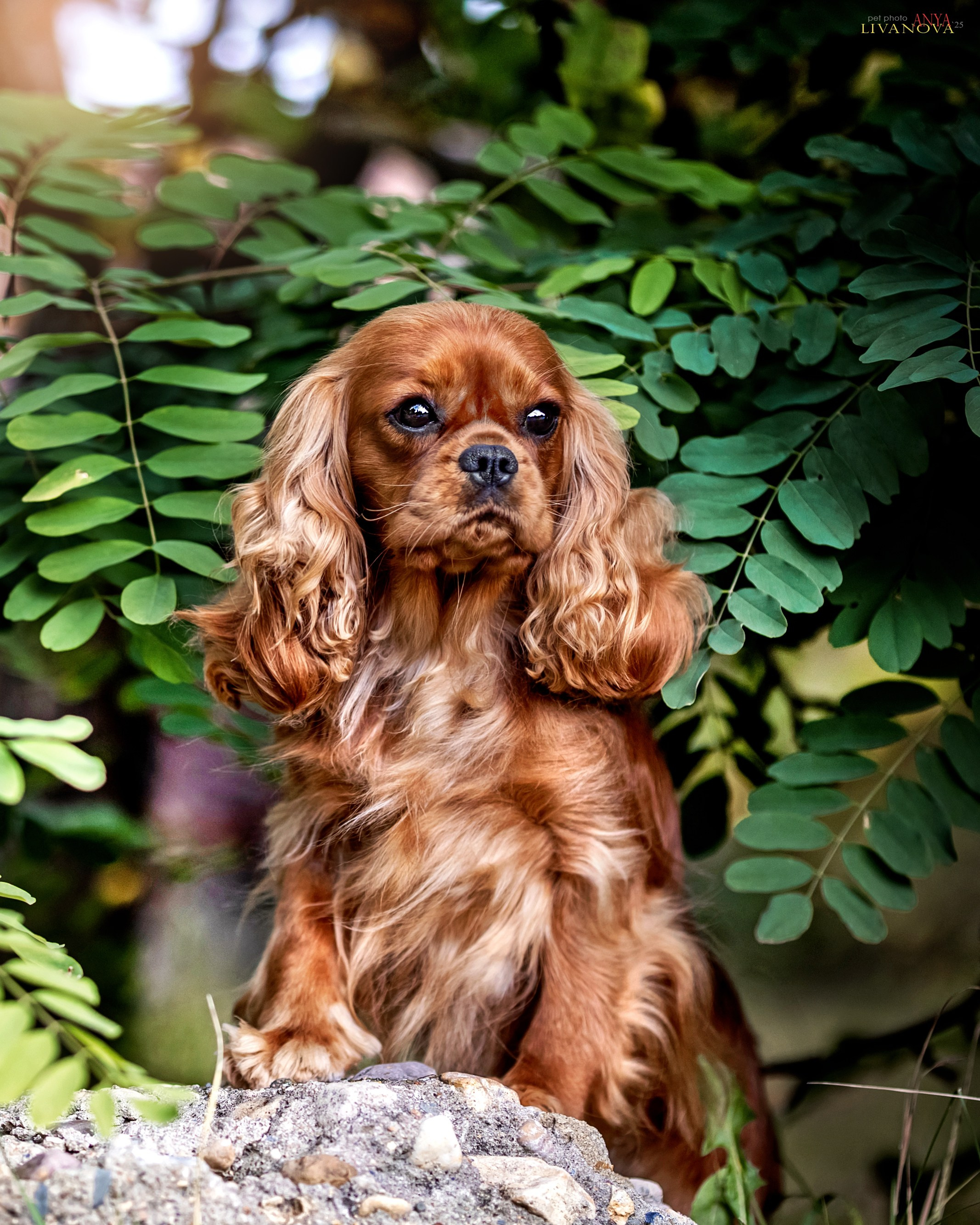 Кавалерчики. Фотограф анималист Аня Ливанова | Рыбинск
