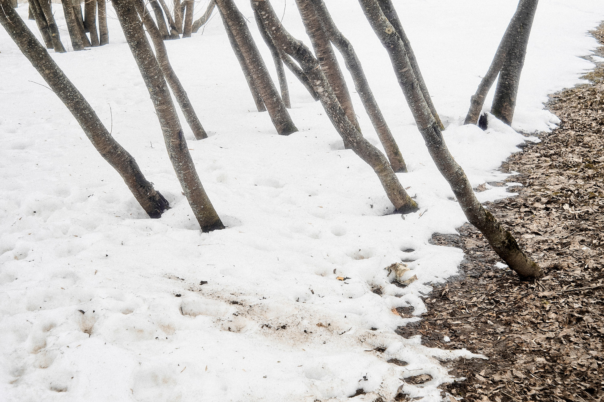 Формы Дерева 22г -…. Фотограф и оператор мероприятий, концертов и портретов в городе Москва