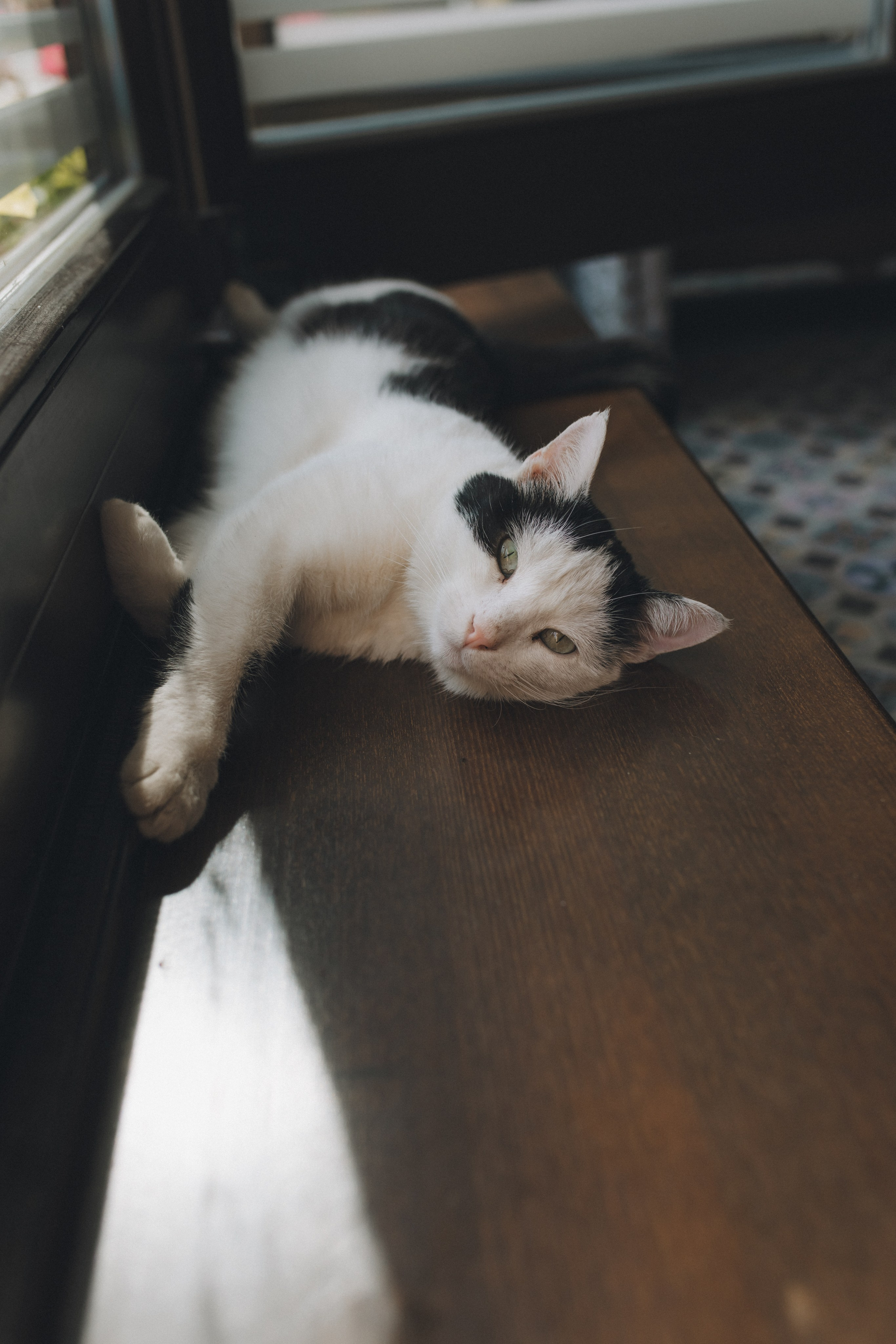 Мурчащий город. Фотограф Зеленоградск Красильникова Елена