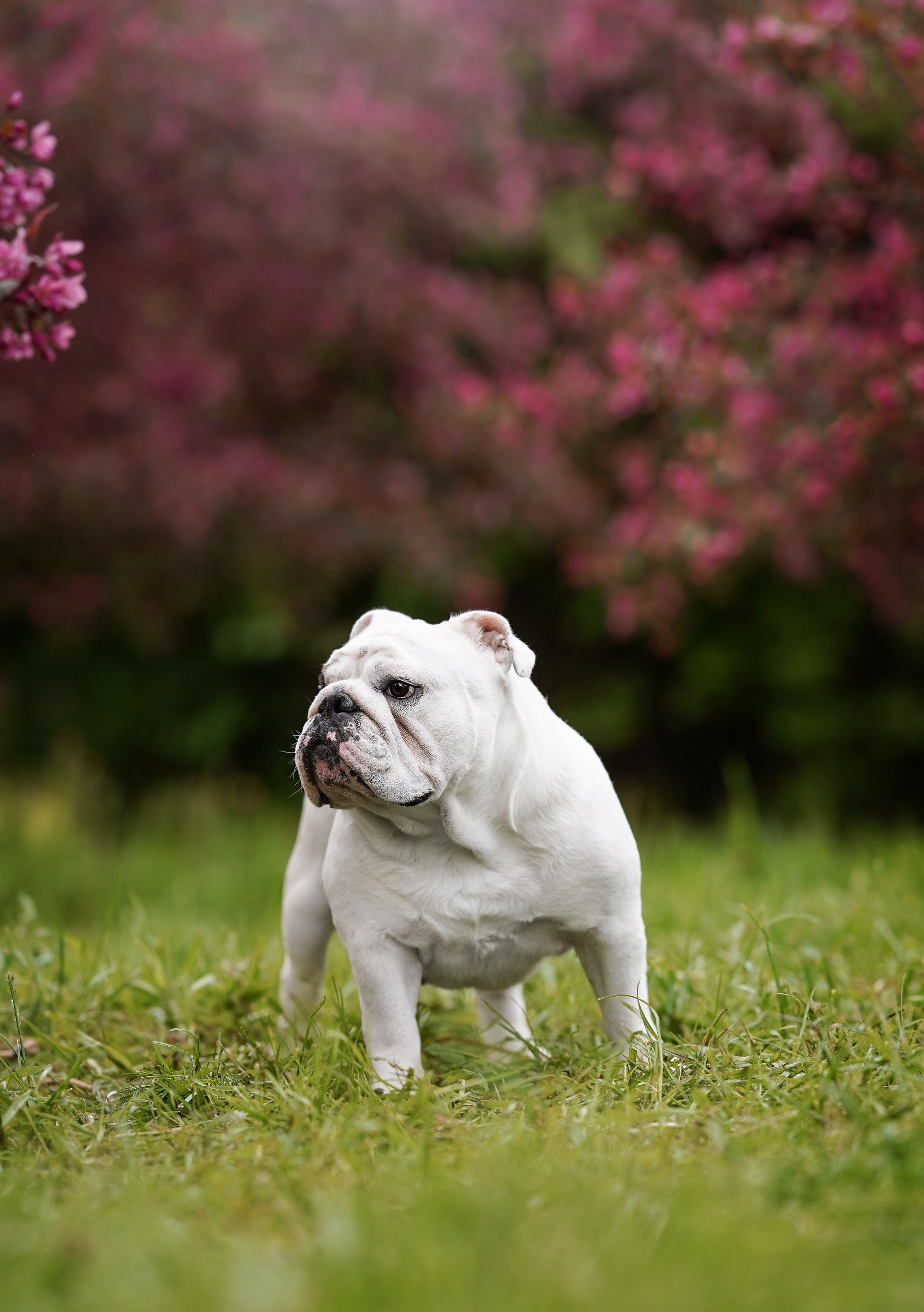 Фасолька в саду. Фотограф-анималист в Санкт-Петербурге Яна Мартынова