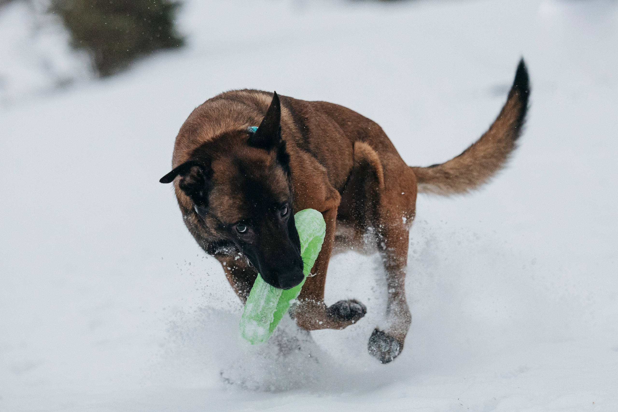 Карьер. Фотограф-анималист Анна Маринич