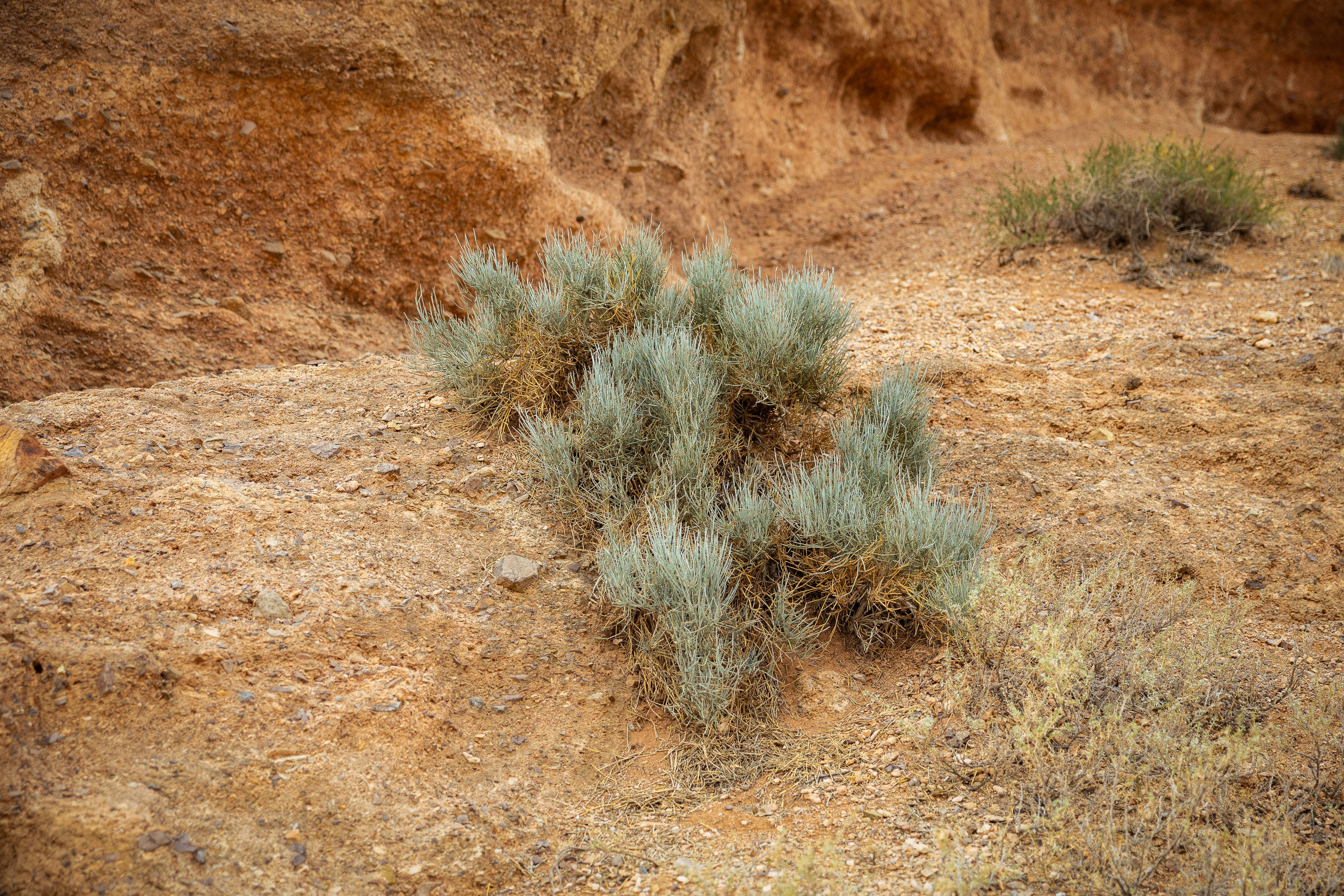 Казахстан (осень 2024). Фотограф Виноградов Константин