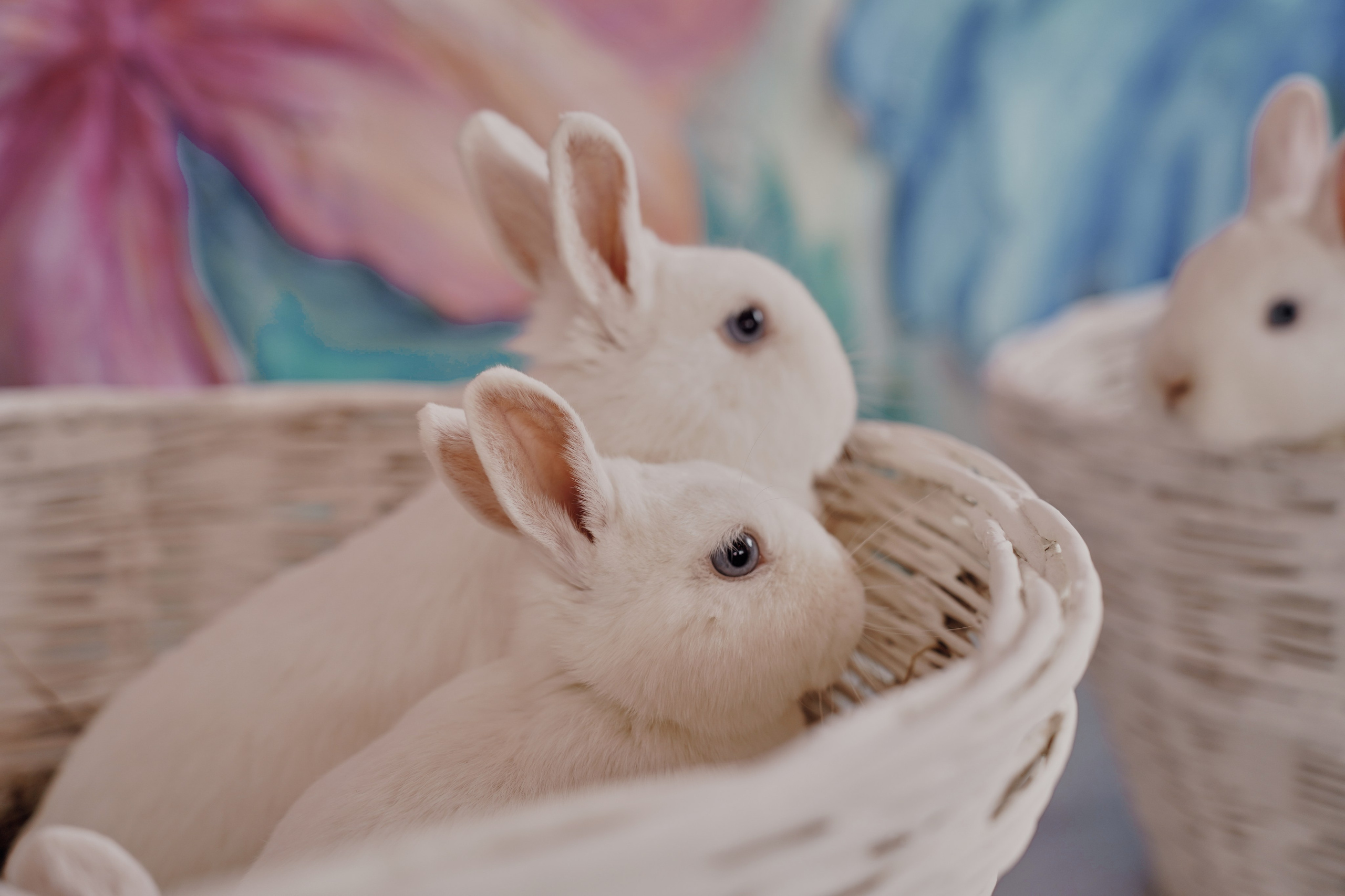 День Рождения Киры. Фотограф