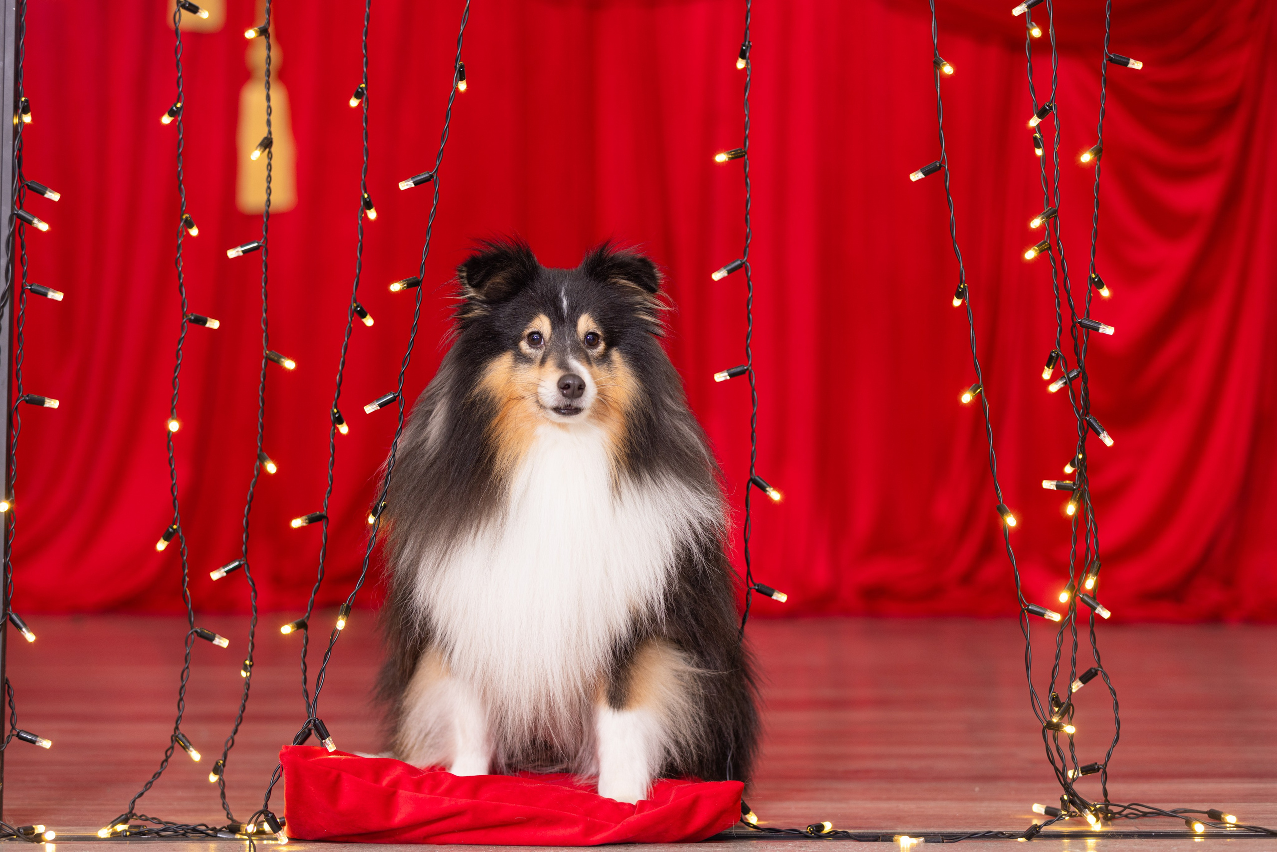 Собаки и не только. Фотограф Алена Звездина