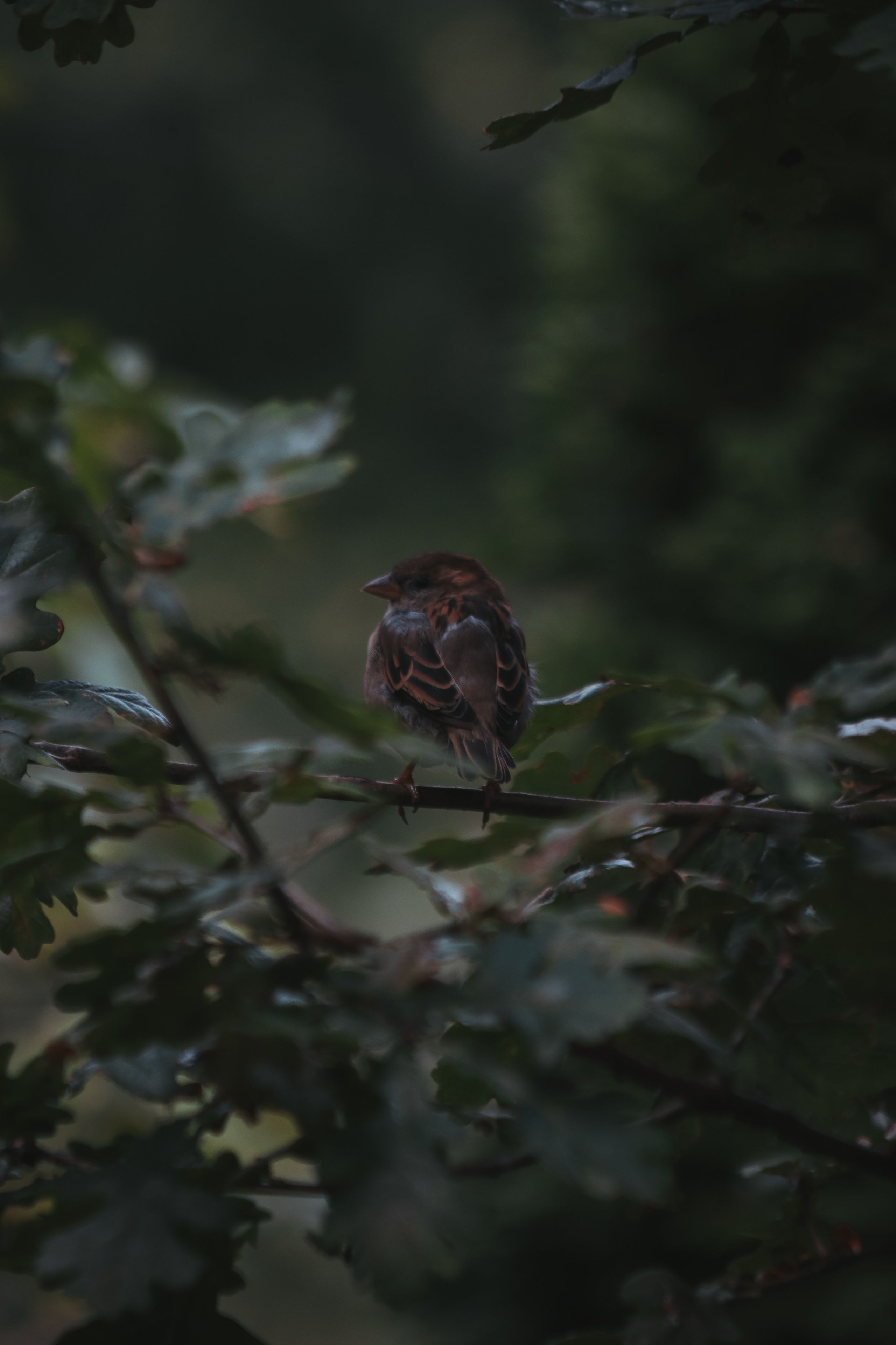 Р А З Н А Я — Ж И В Н О С Т Ь. — Digital Noise —