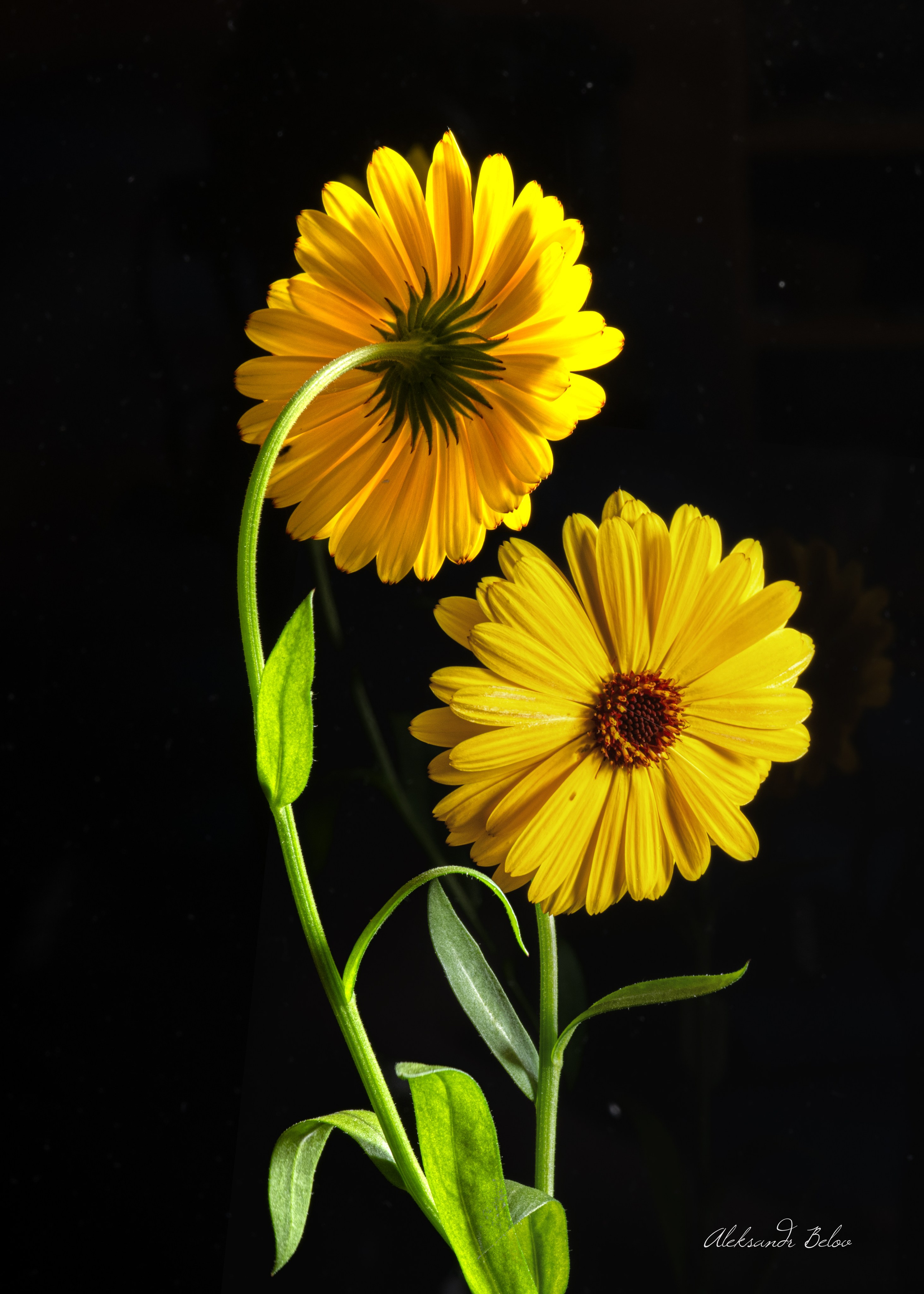 Цветы. Пейзажный и семейный фотограф в Санкт-Петербурге Александр Белов