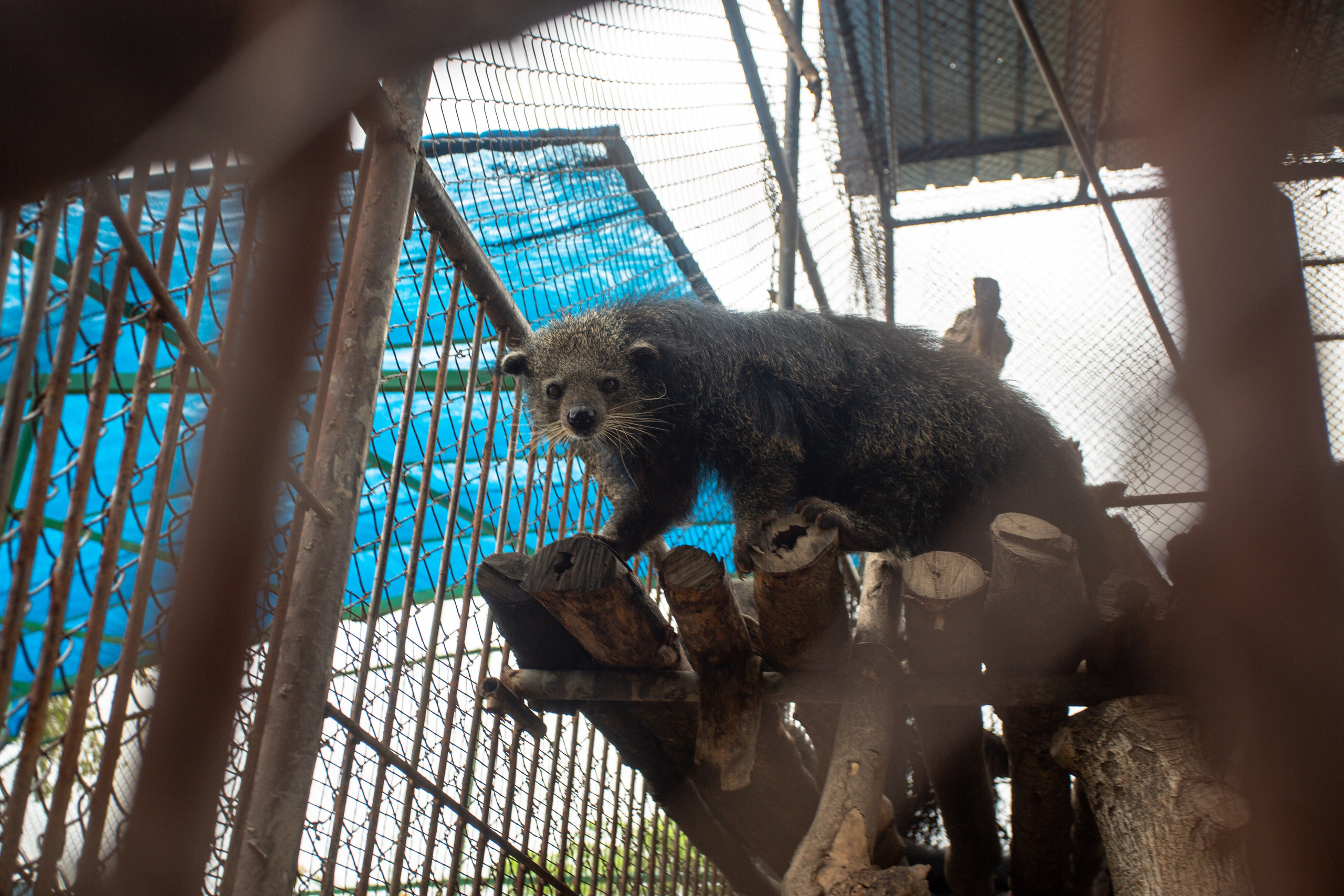 Samut Prakan Crocodile Farm & Zoo. Photographer Sonkina Tatiana (Tanya Ash)