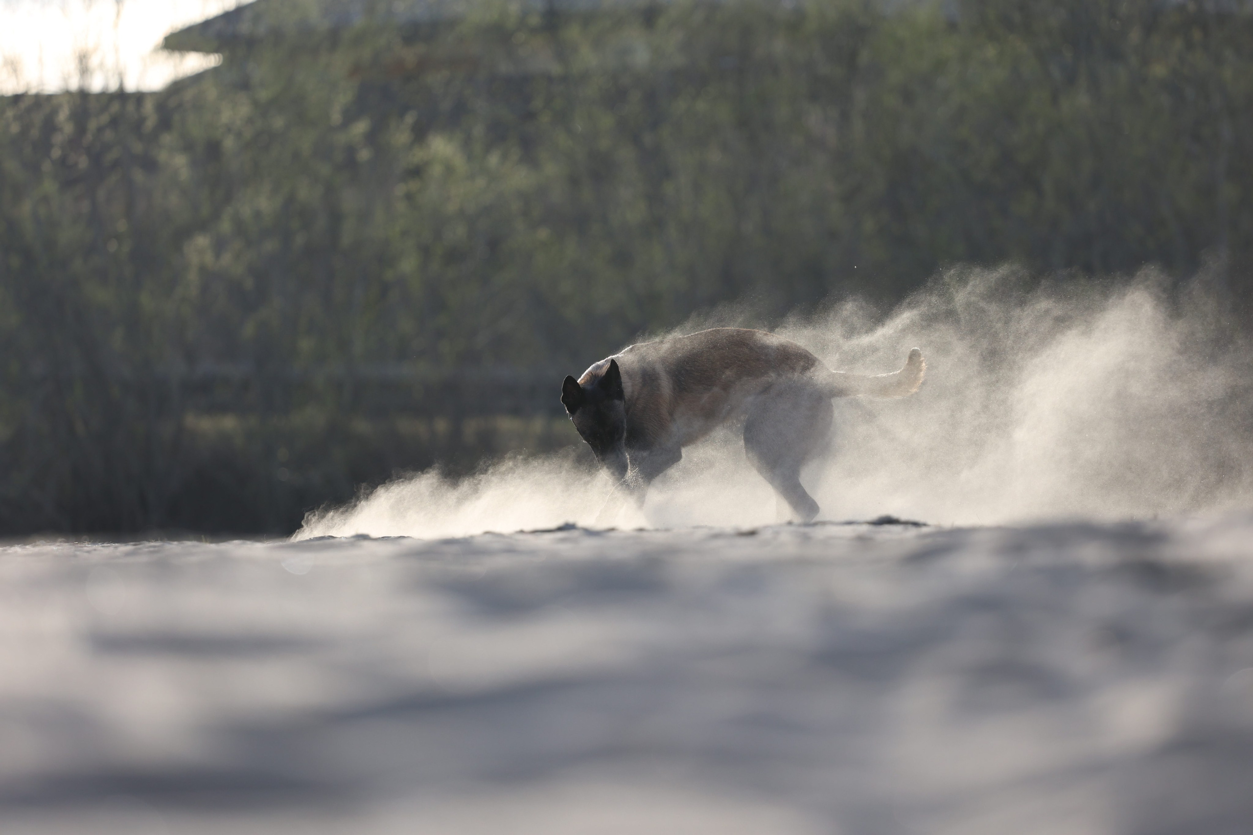 Фотограф-анималист|Иркутск