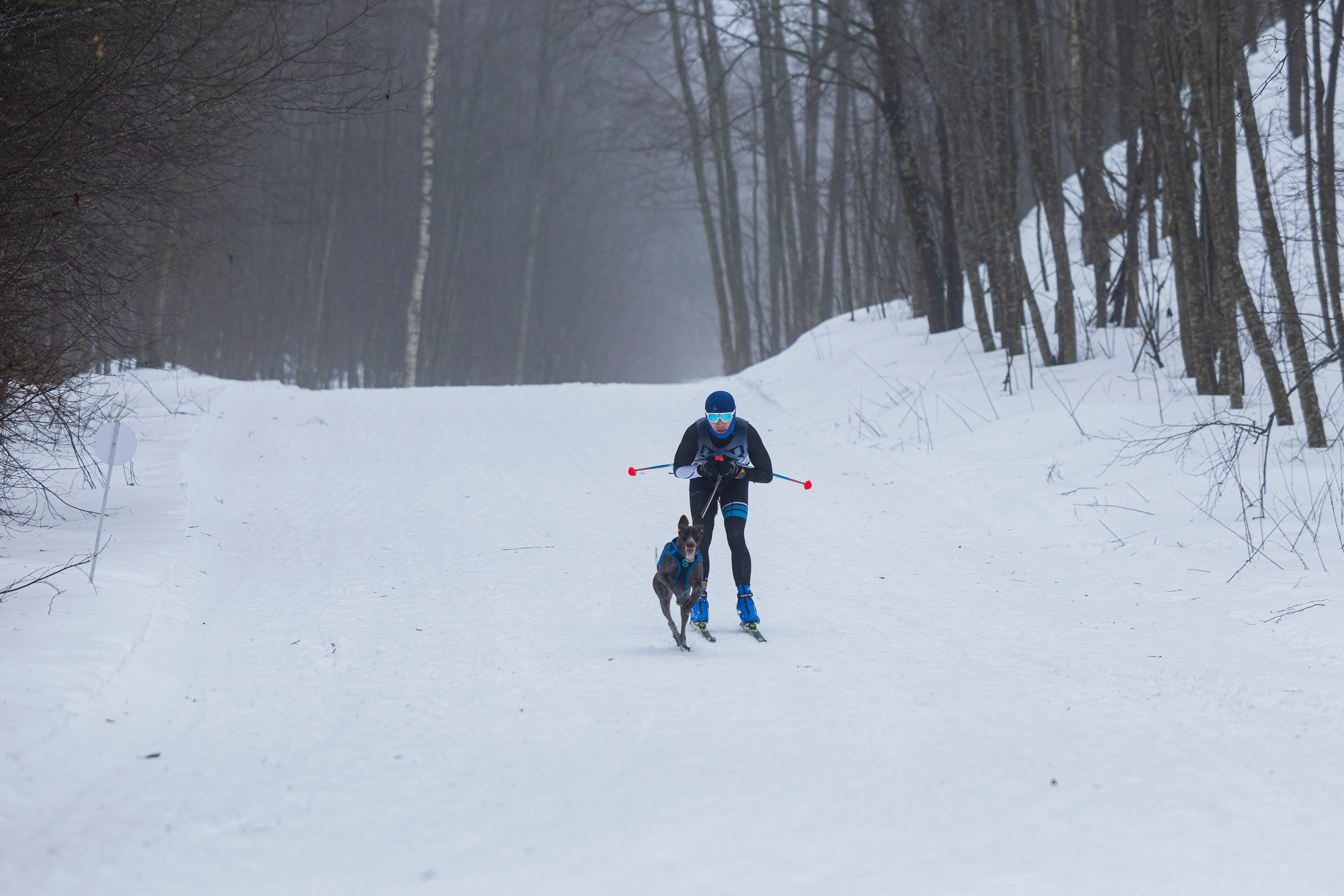 Зимний Чемпионат Санкт-Петербурга по ездовому спорту. Фотограф-анималист Анна Маринич