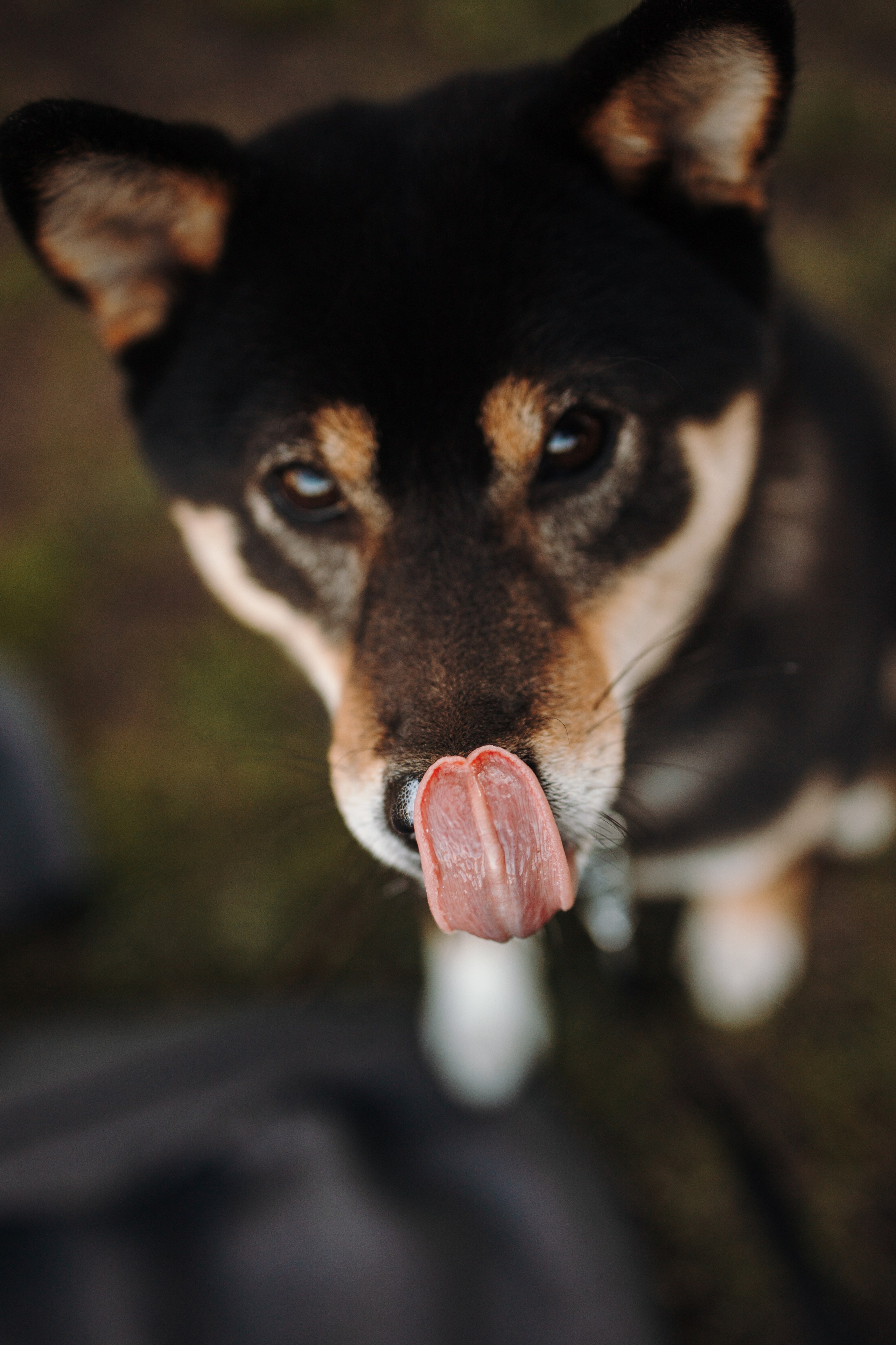 Даша и ее девочки. Фотограф — Анималист | Санкт-Петербург