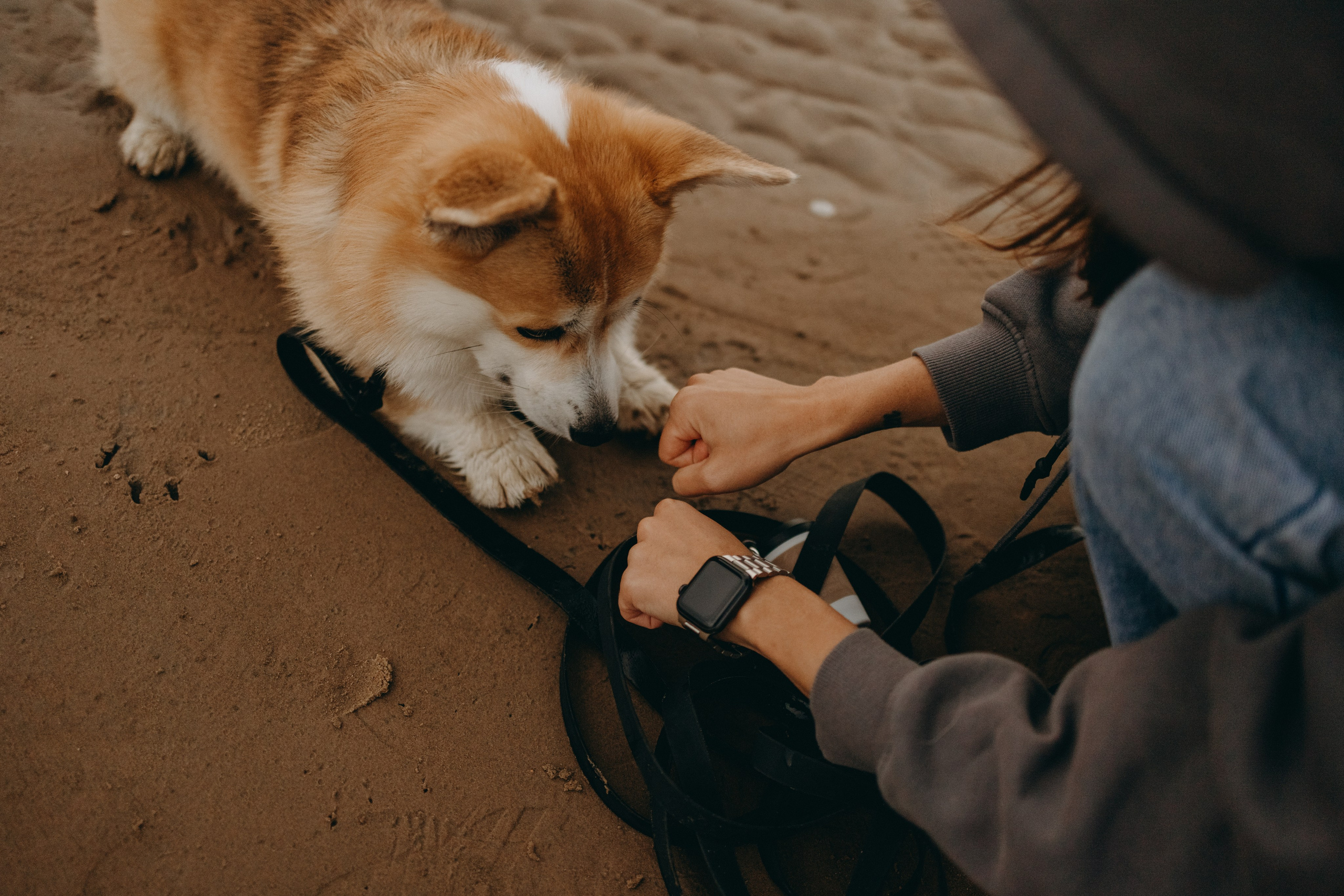 Лиза и Бакс. Фотограф — Анималист | Санкт-Петербург