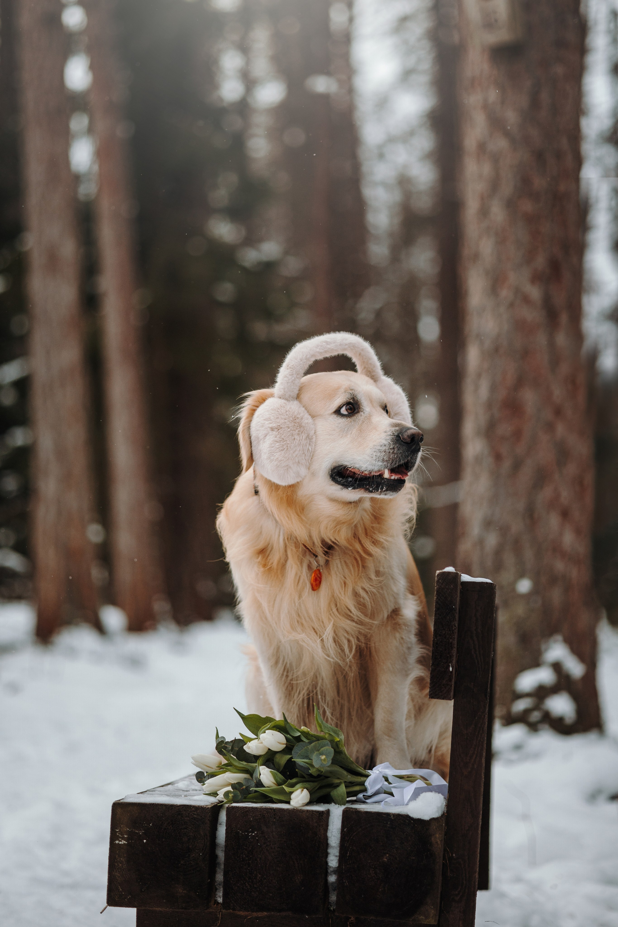 Вика и Лёва. Фотограф — Анималист | Санкт-Петербург
