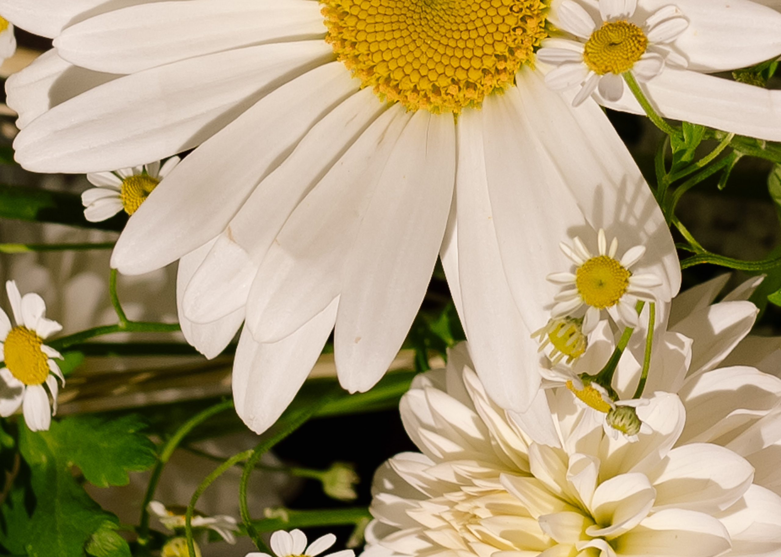 Рашад & Ксения 2025. Фотограф Москва. Шульгинова Ольга