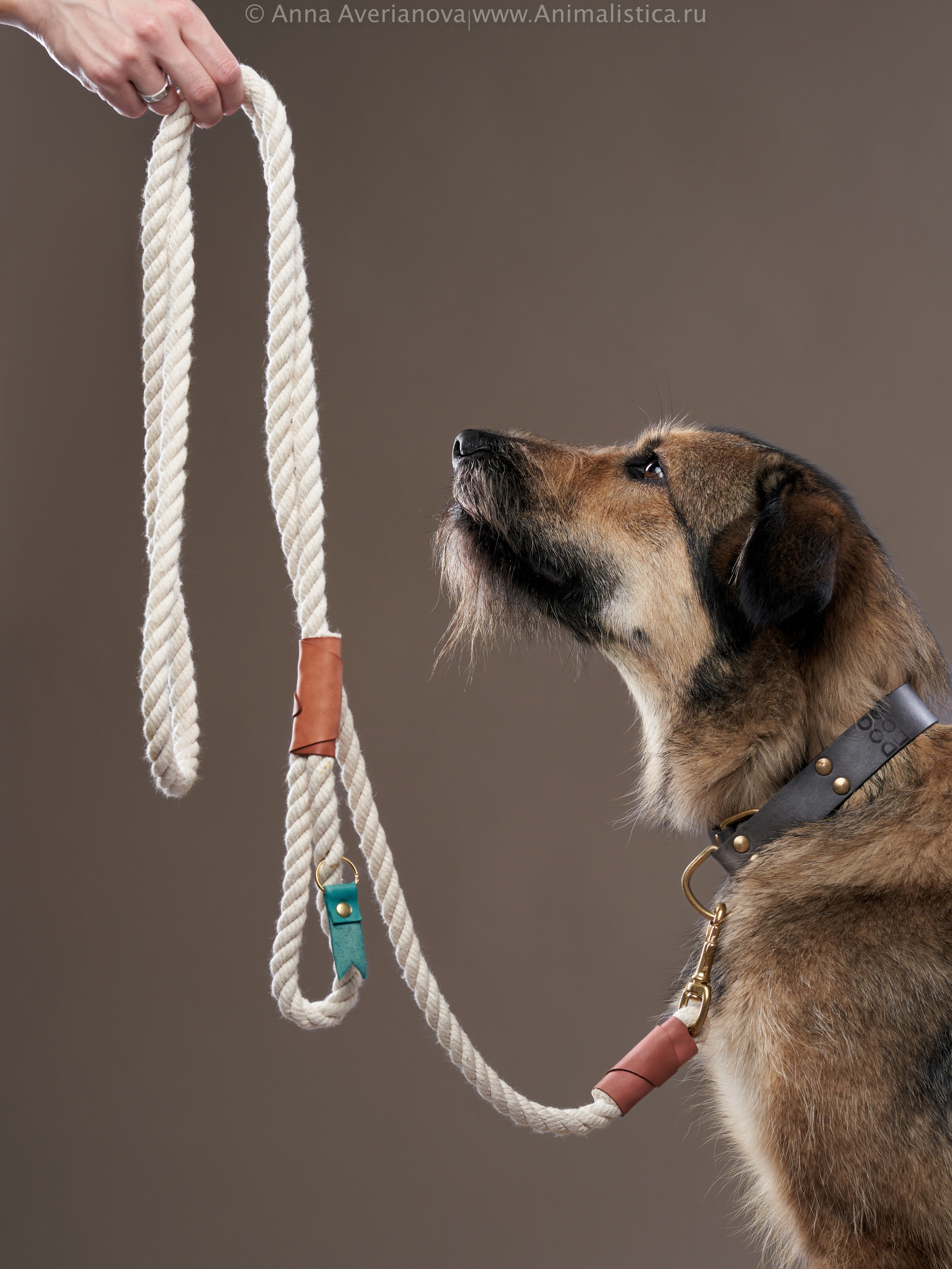 Advertising shooting with animals. Pets in advertising. Dog photographer Averianova Anna — Art photography of dogs