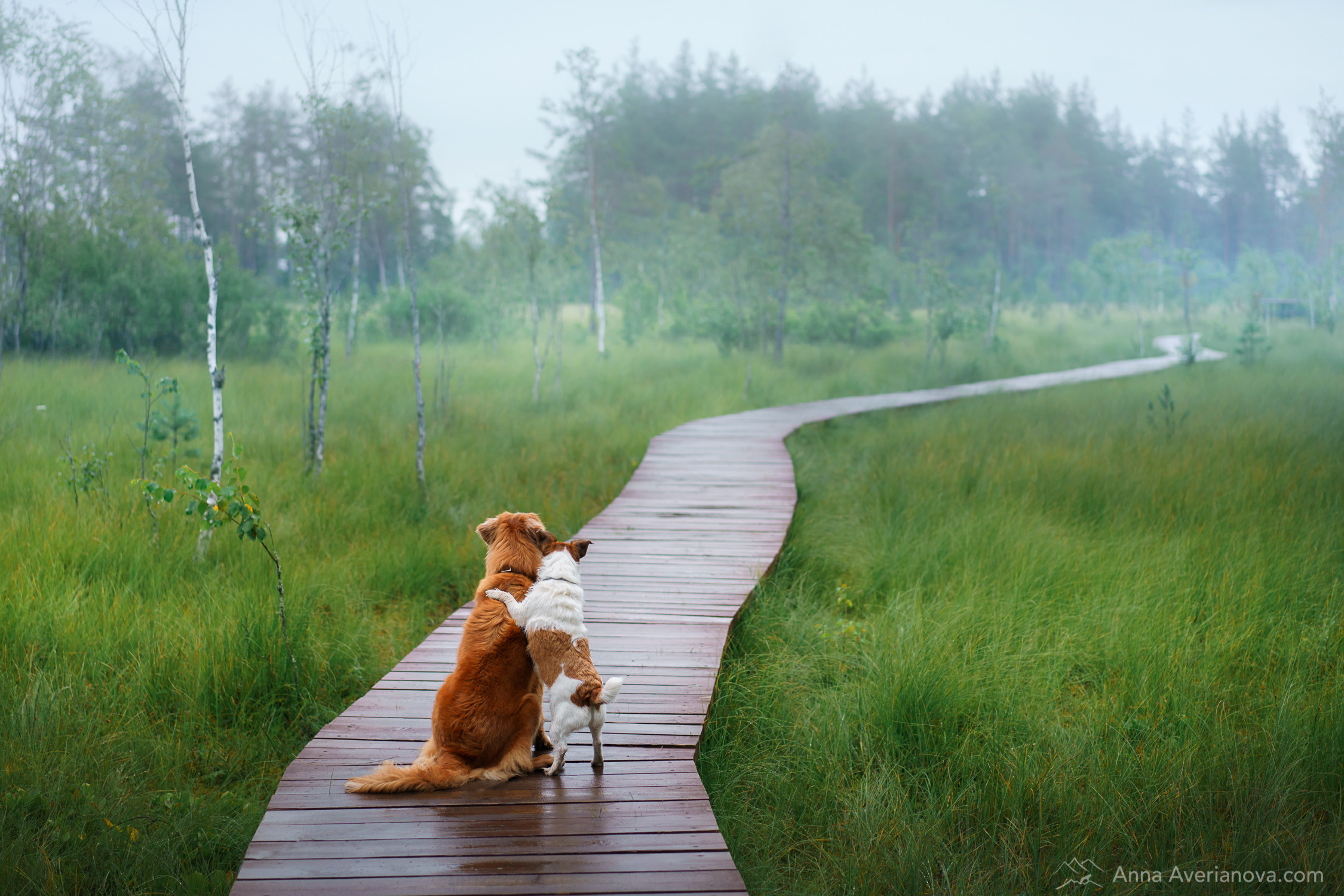 Photo of dogs in nature. landscape with dog. Dog photographer Averianova Anna — Art photography of dogs