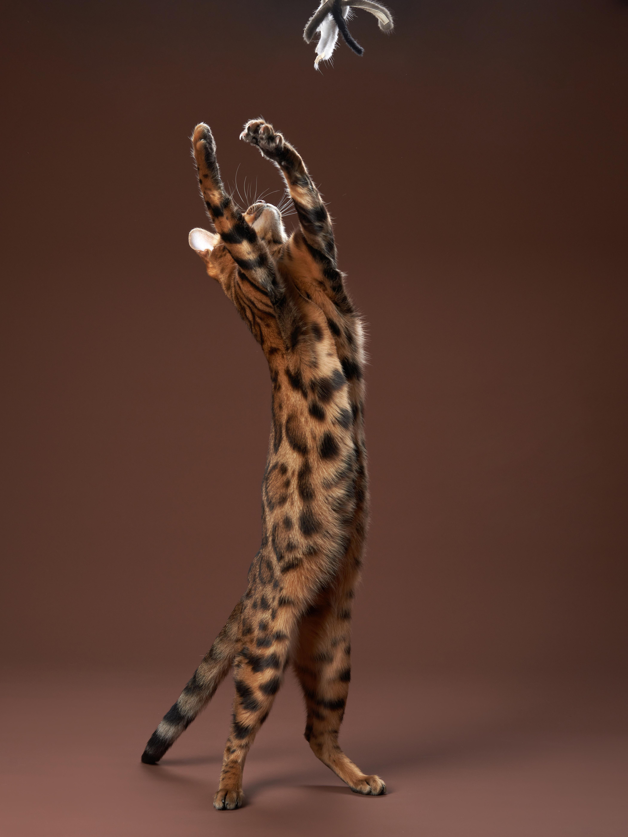 Фотографии собак и кошек в студии Анималистика. Фотограф-анималист Аверьянова Анна — Художественная фотосъёмка собак