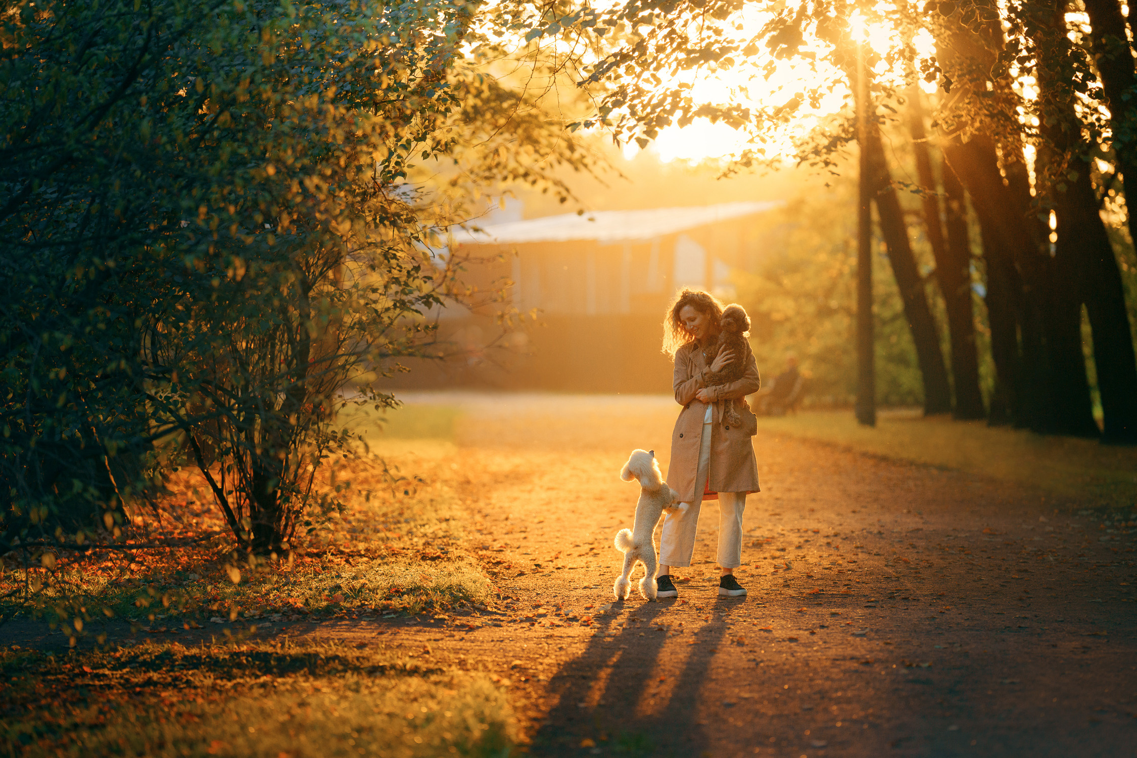 Photo of dogs in nature. landscape with dog. Dog photographer Averianova Anna — Art photography of dogs