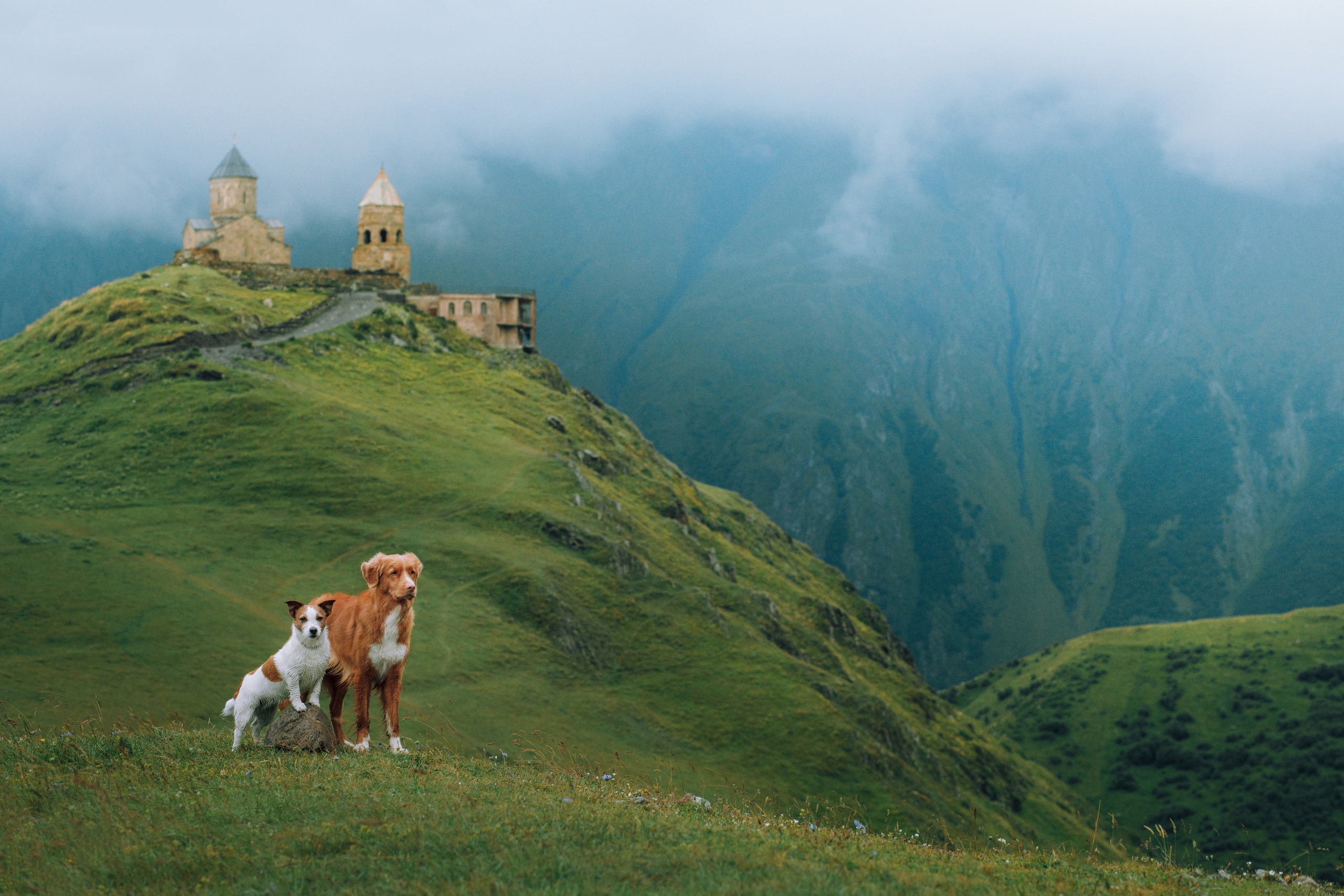 Photo of dogs in nature. landscape with dog. Dog photographer Averianova Anna — Art photography of dogs