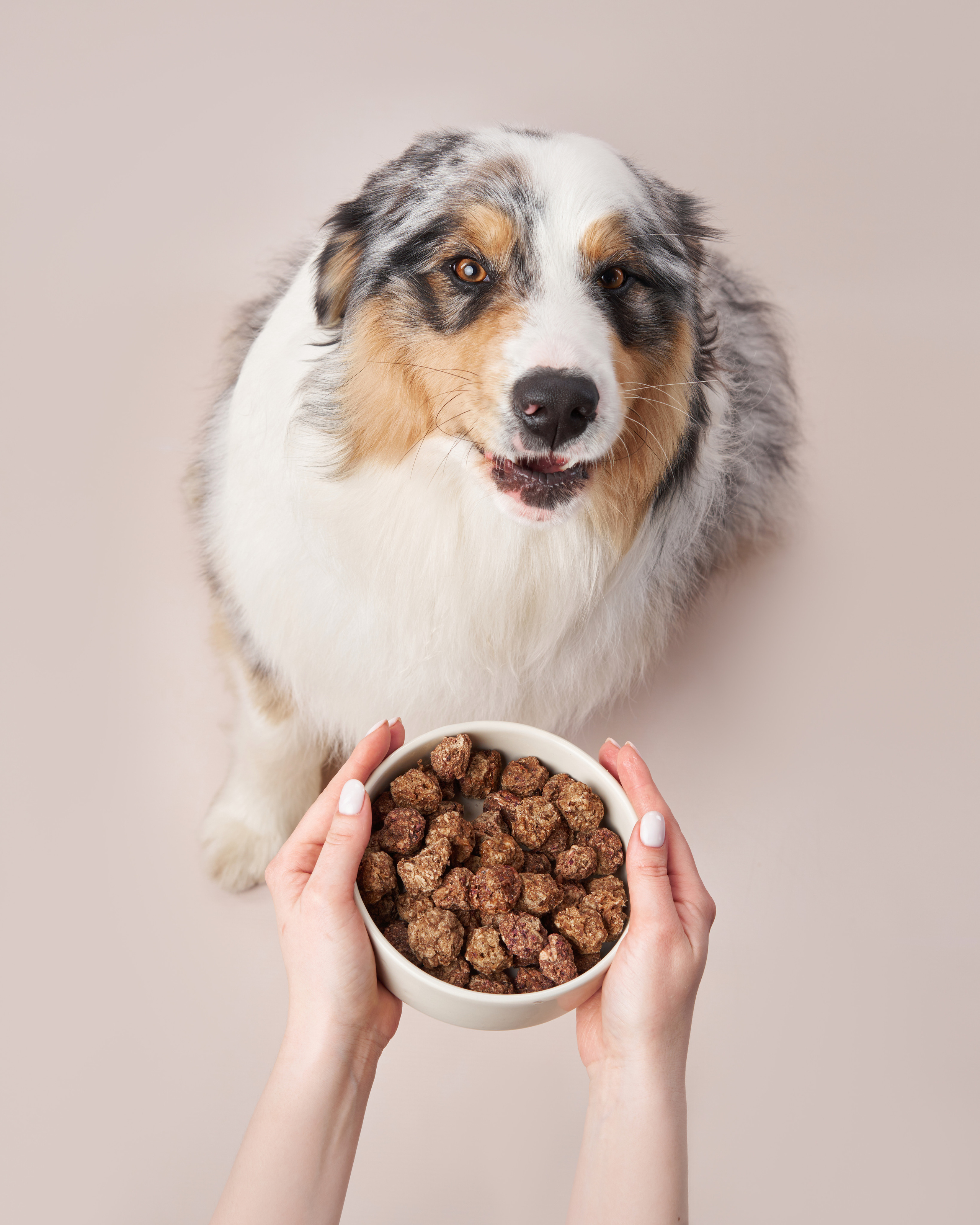 Advertising shooting with animals. Pets in advertising. Dog photographer Averianova Anna — Art photography of dogs