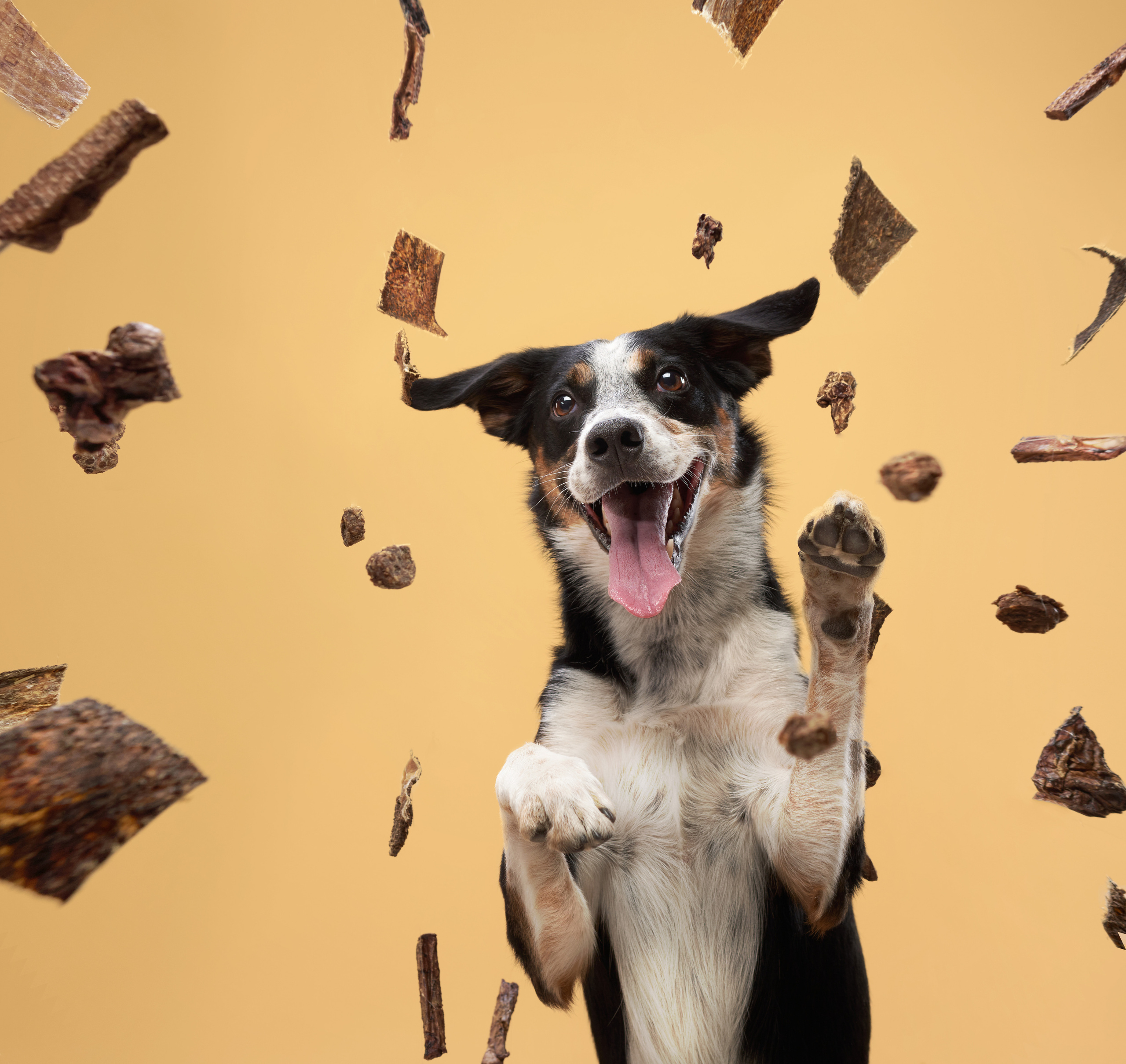 Advertising shooting with animals. Pets in advertising. Dog photographer Averianova Anna — Art photography of dogs