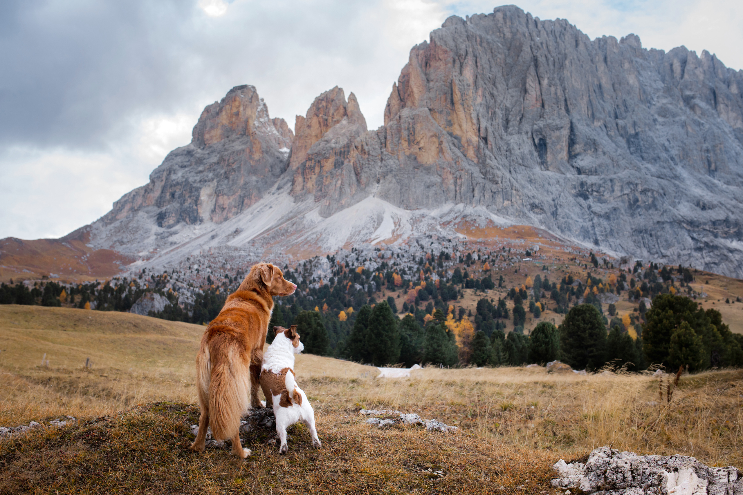 Photo of dogs in nature. landscape with dog. Dog photographer Averianova Anna — Art photography of dogs