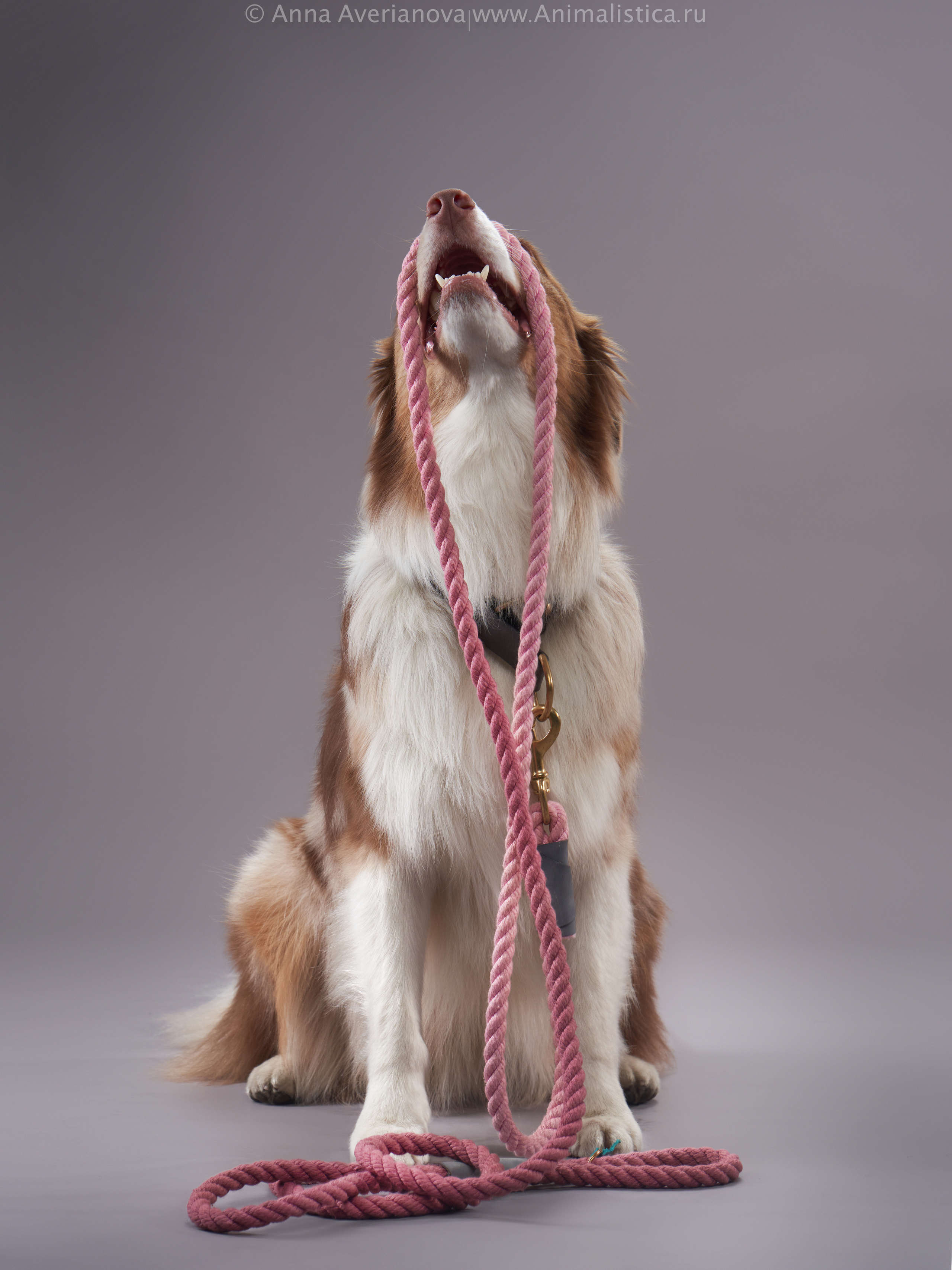 Advertising shooting with animals. Pets in advertising. Dog photographer Averianova Anna — Art photography of dogs