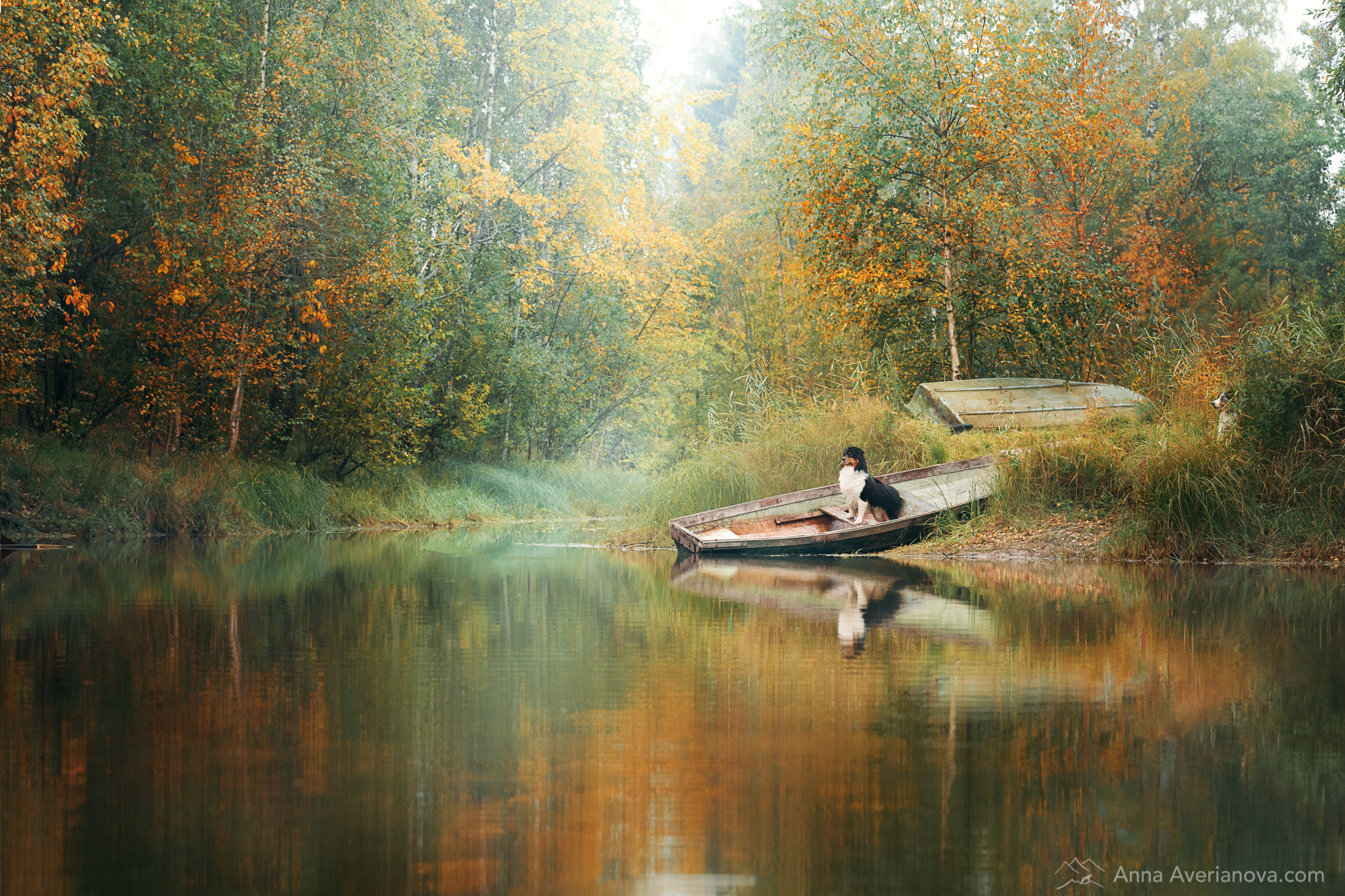 Photo of dogs in nature. landscape with dog. Dog photographer Averianova Anna — Art photography of dogs