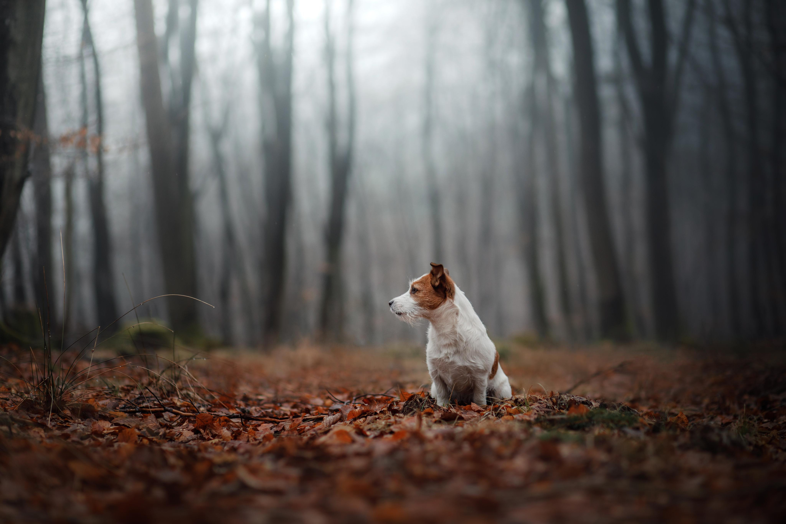 Photo of dogs in nature. landscape with dog. Dog photographer Averianova Anna — Art photography of dogs