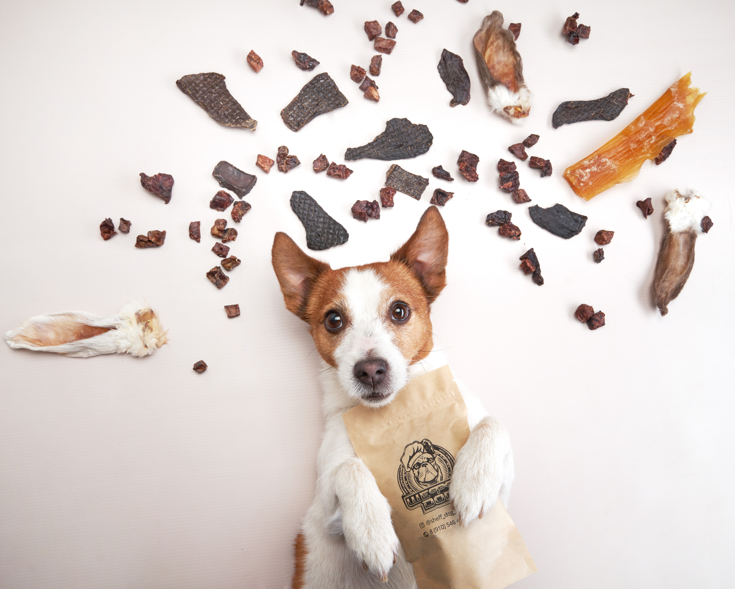 Advertising shooting with animals. Pets in advertising. Dog photographer Averianova Anna — Art photography of dogs