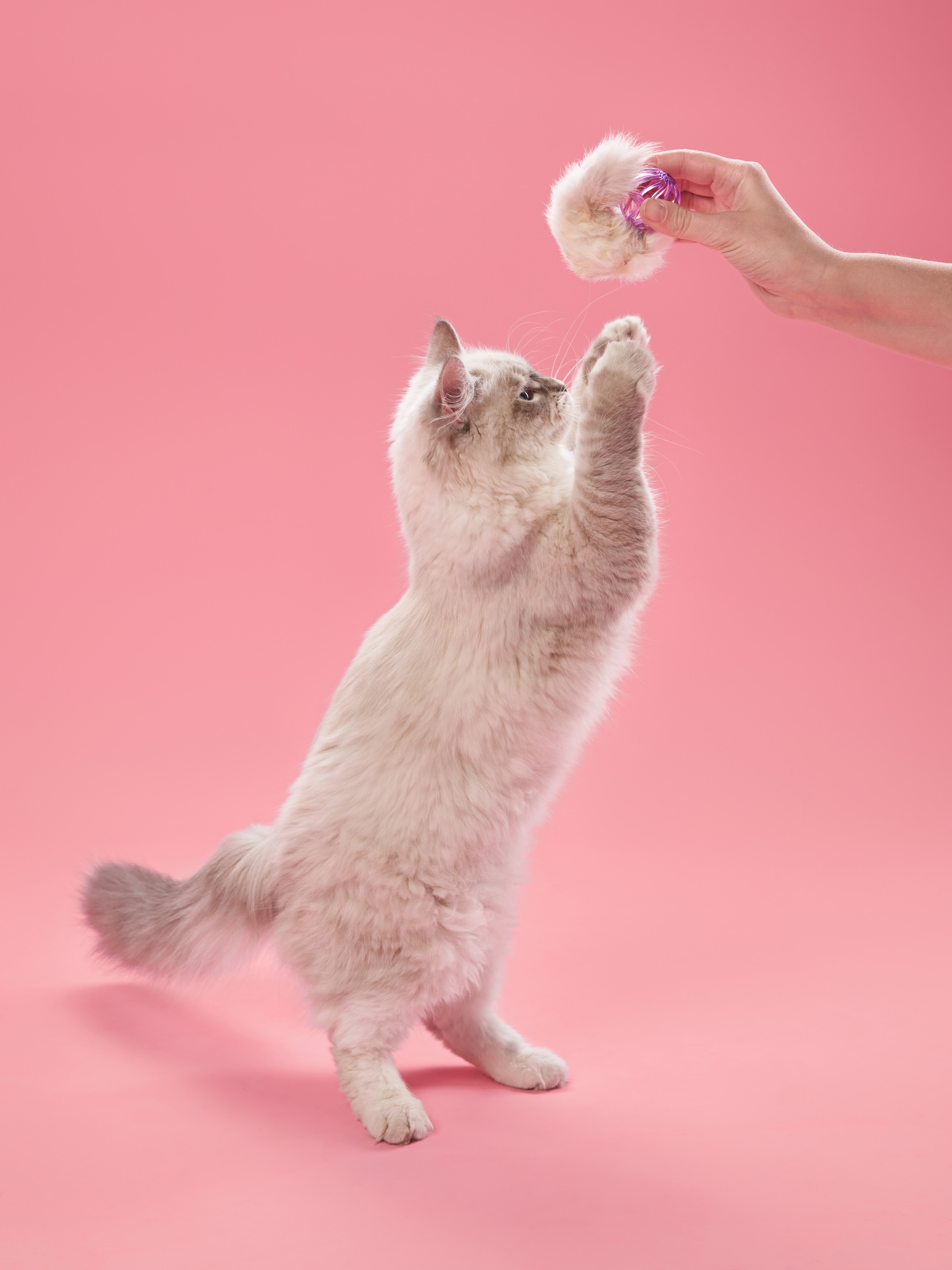 Advertising shooting with animals. Pets in advertising. Dog photographer Averianova Anna — Art photography of dogs