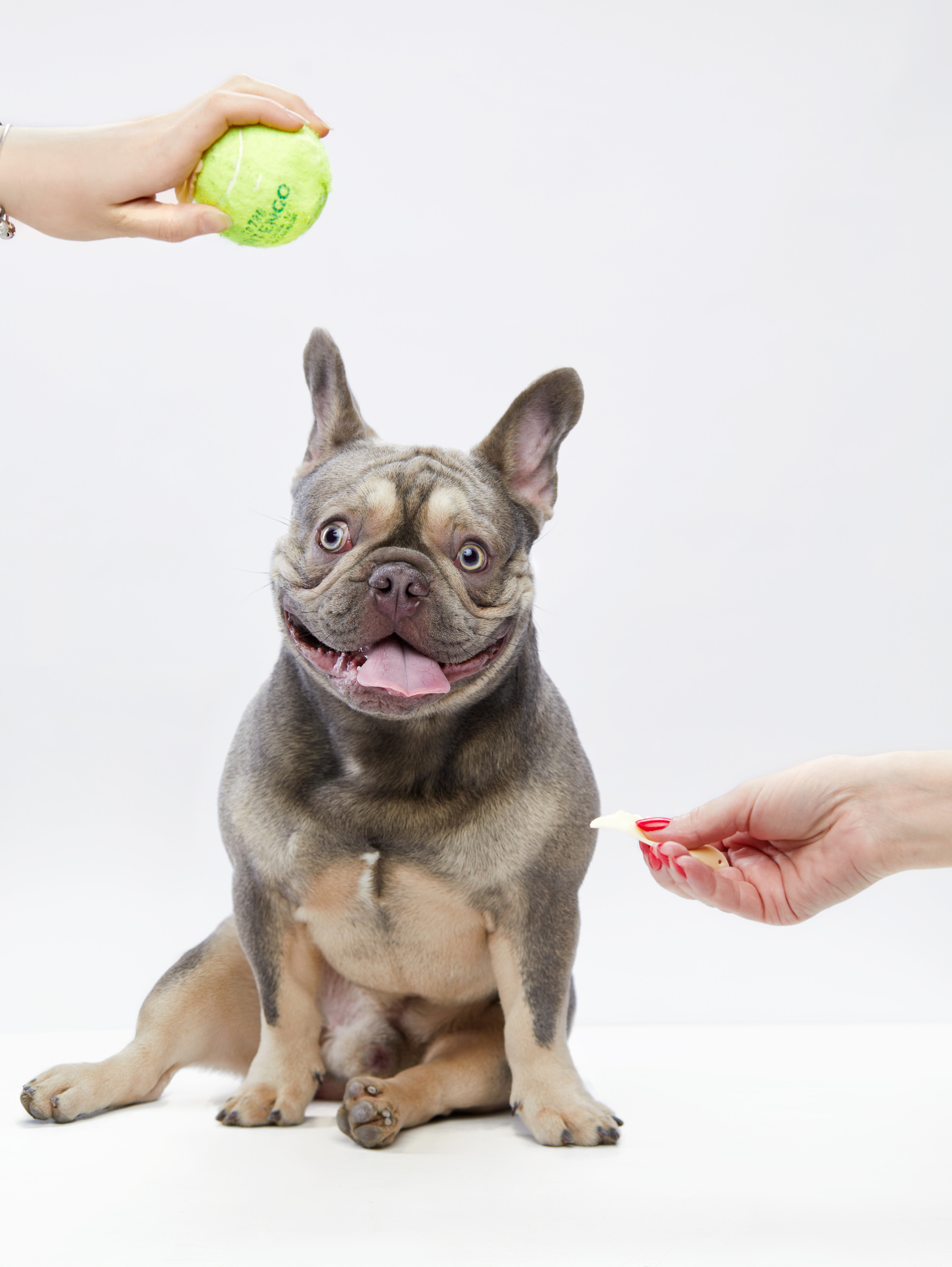 Advertising shooting with animals. Pets in advertising. Dog photographer Averianova Anna — Art photography of dogs