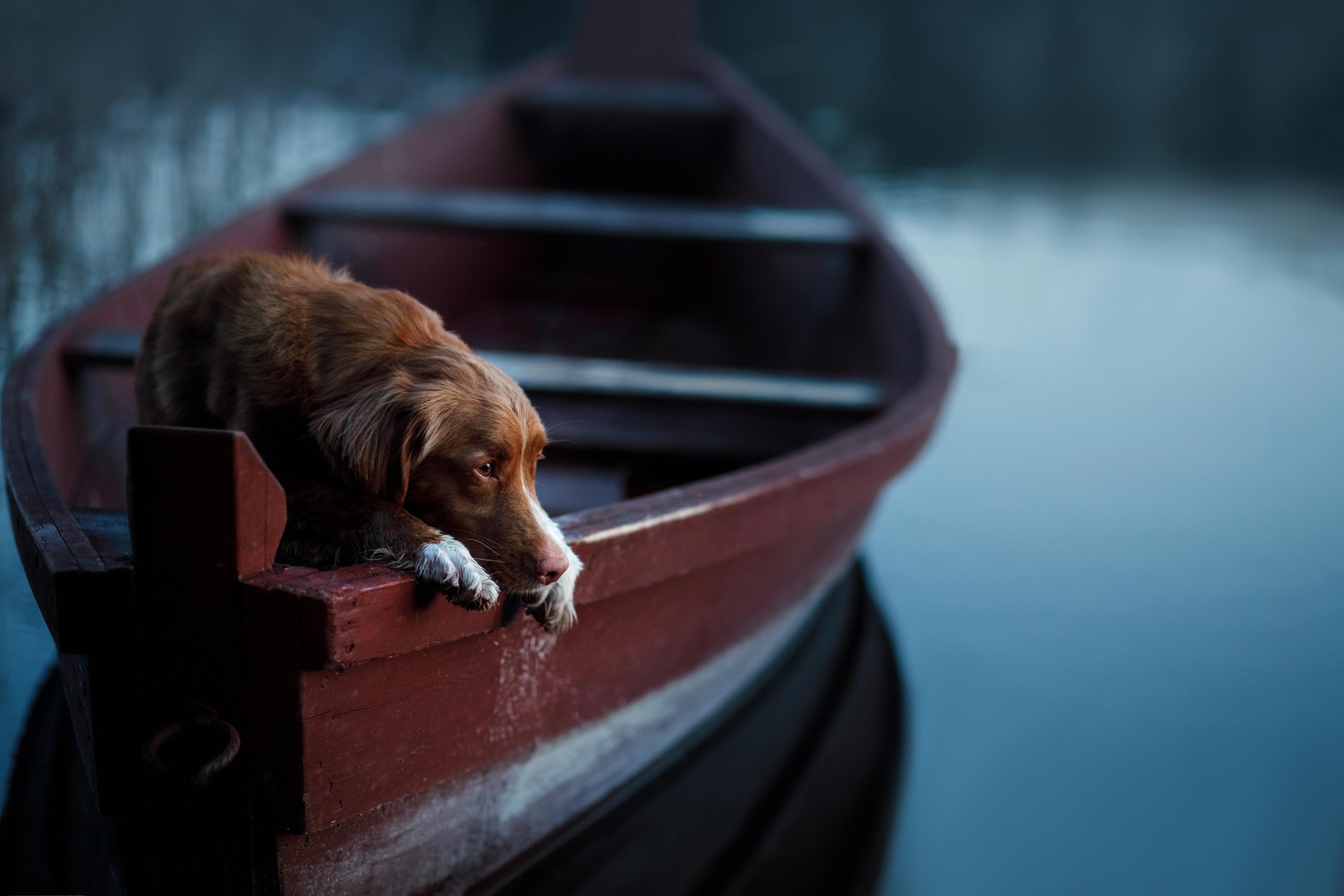 Портфолио Фотограф Аверьянова Анна. Portfolio dogphotogtapher. Фотограф-анималист Аверьянова Анна — Художественная фотосъёмка собак