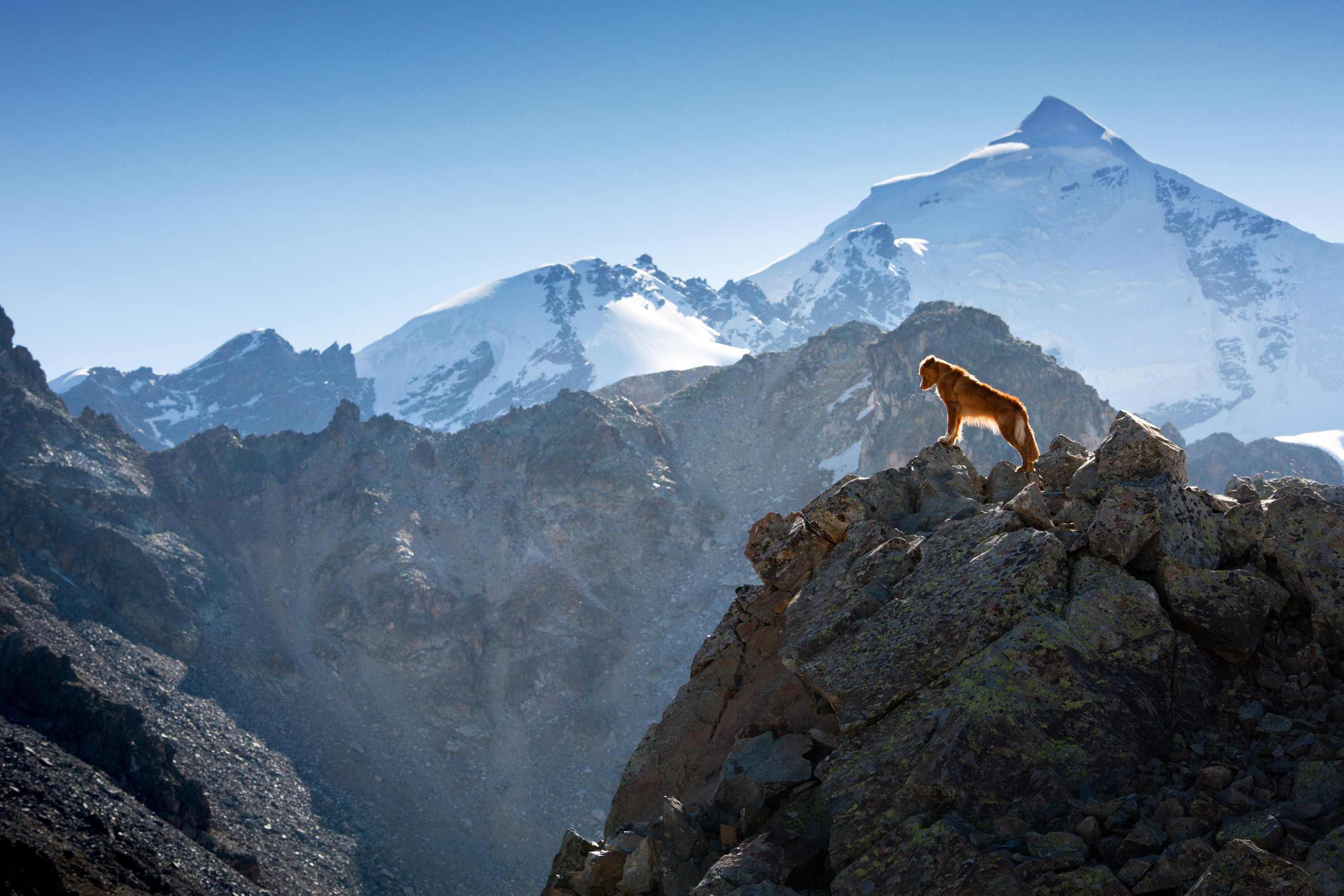Photo of dogs in nature. landscape with dog. Dog photographer Averianova Anna — Art photography of dogs