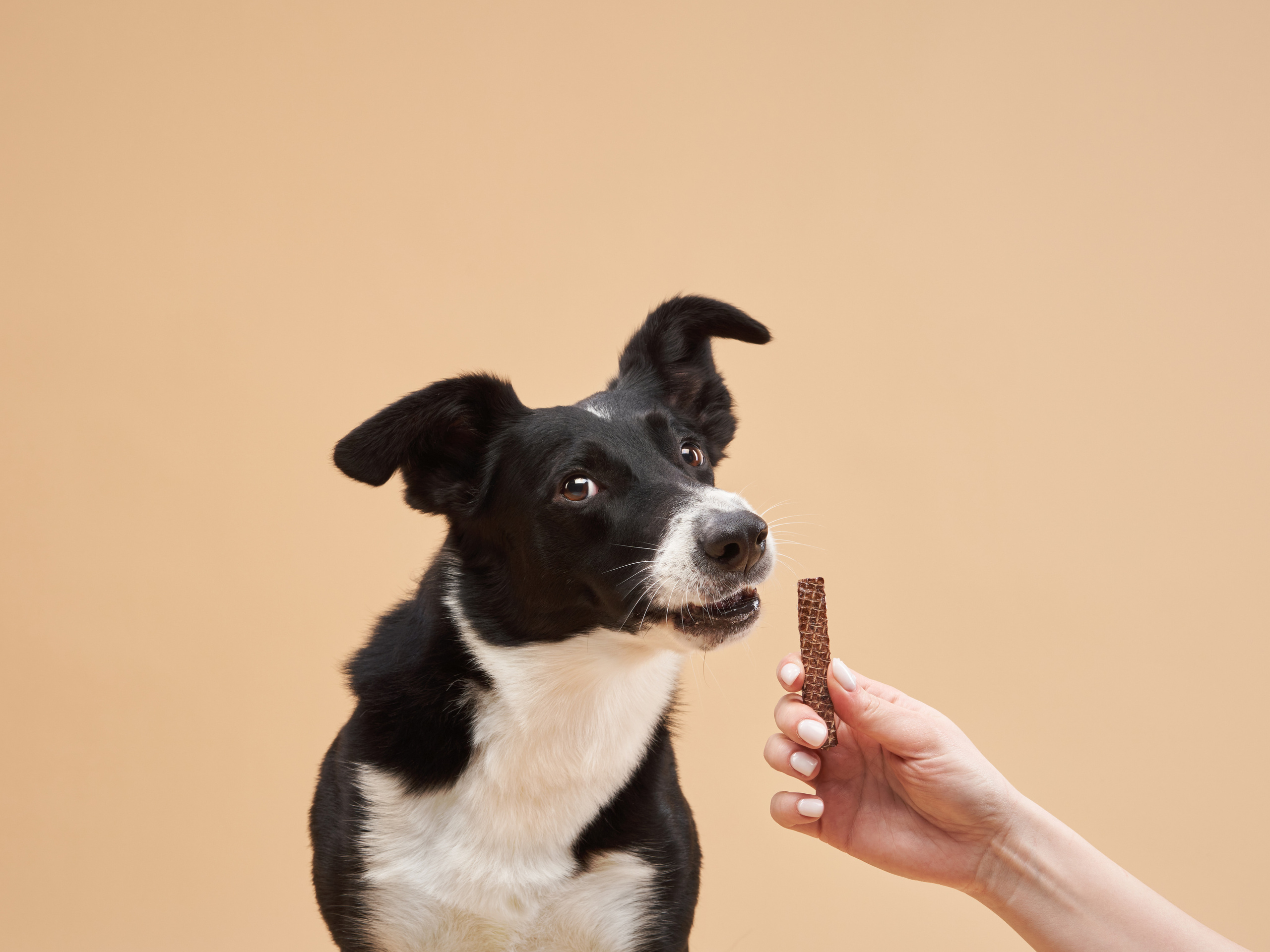 Advertising shooting with animals. Pets in advertising. Dog photographer Averianova Anna — Art photography of dogs