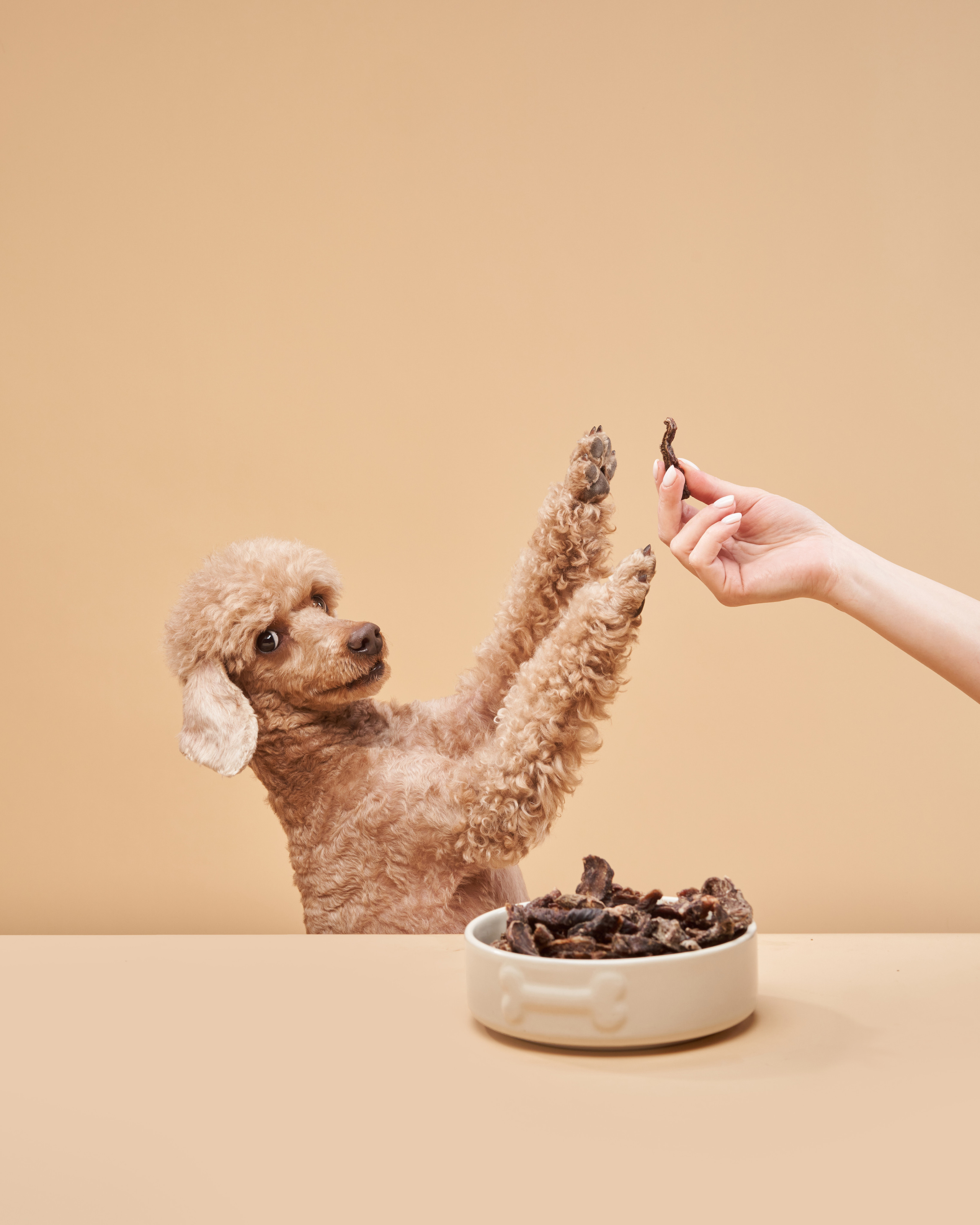 Advertising shooting with animals. Pets in advertising. Dog photographer Averianova Anna — Art photography of dogs