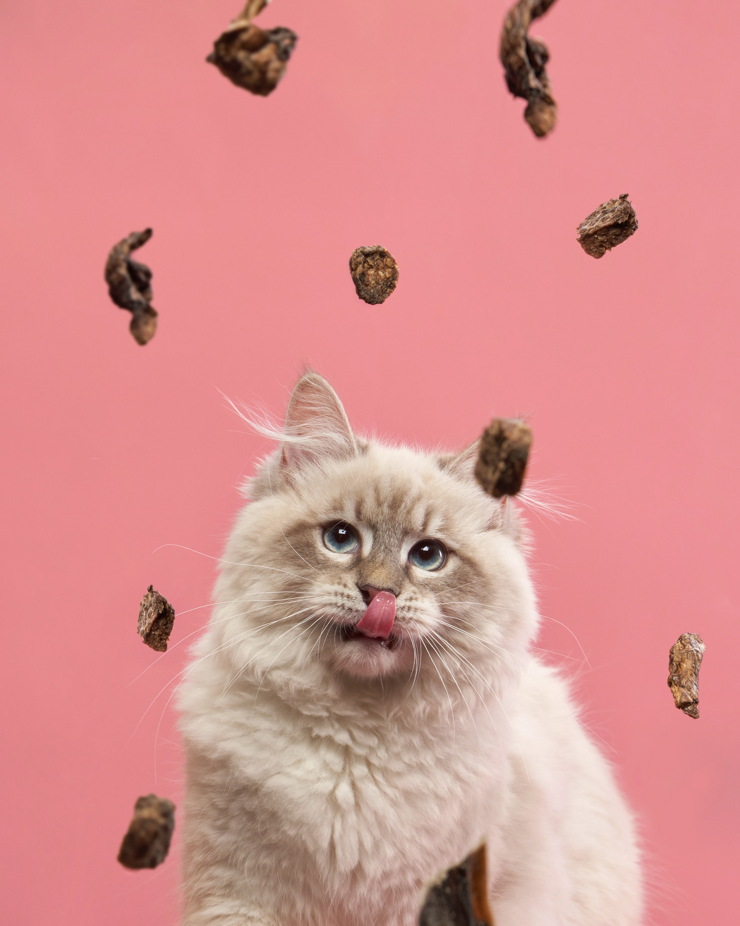 Advertising shooting with animals. Pets in advertising. Dog photographer Averianova Anna — Art photography of dogs