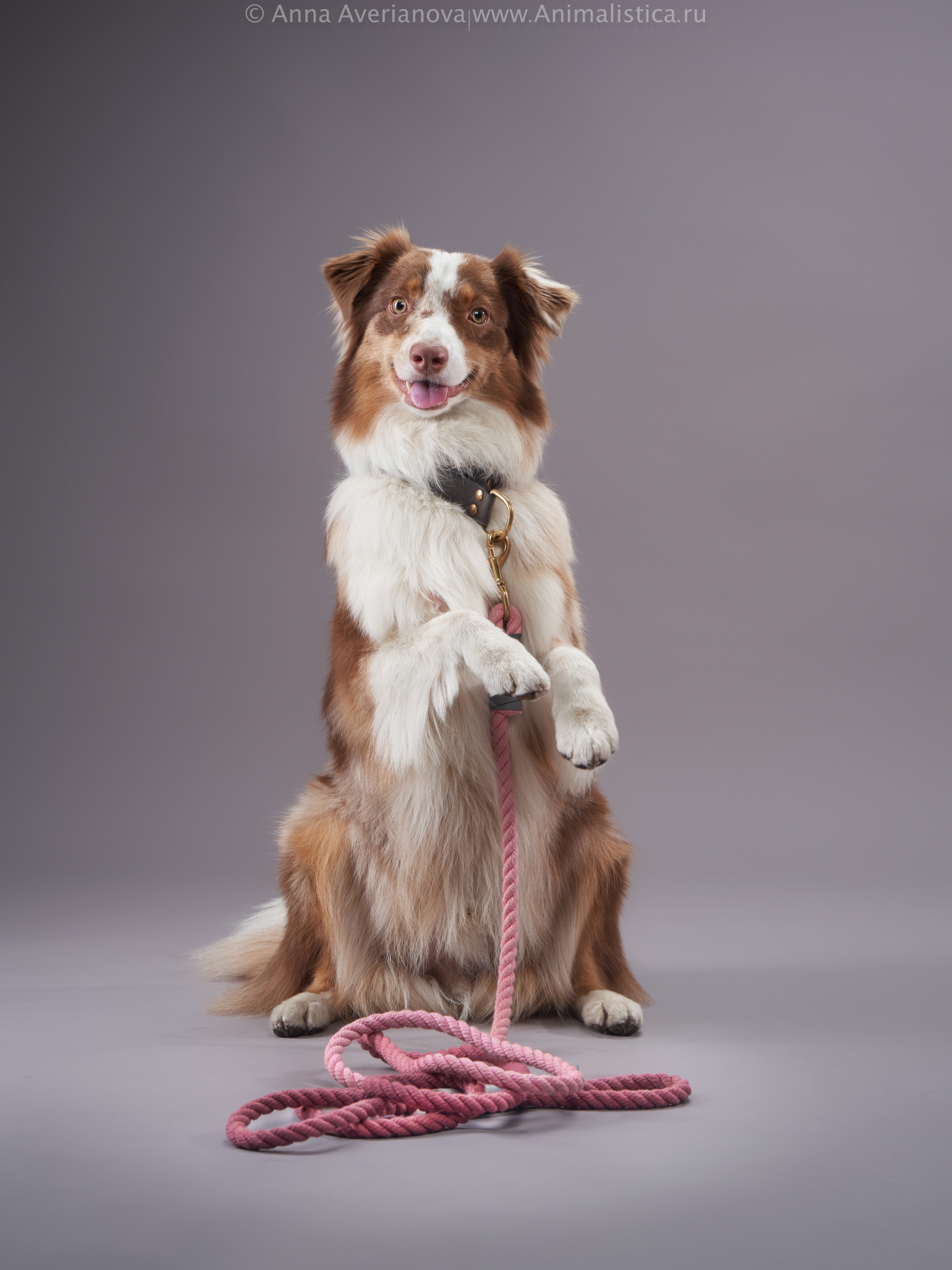 Advertising shooting with animals. Pets in advertising. Dog photographer Averianova Anna — Art photography of dogs